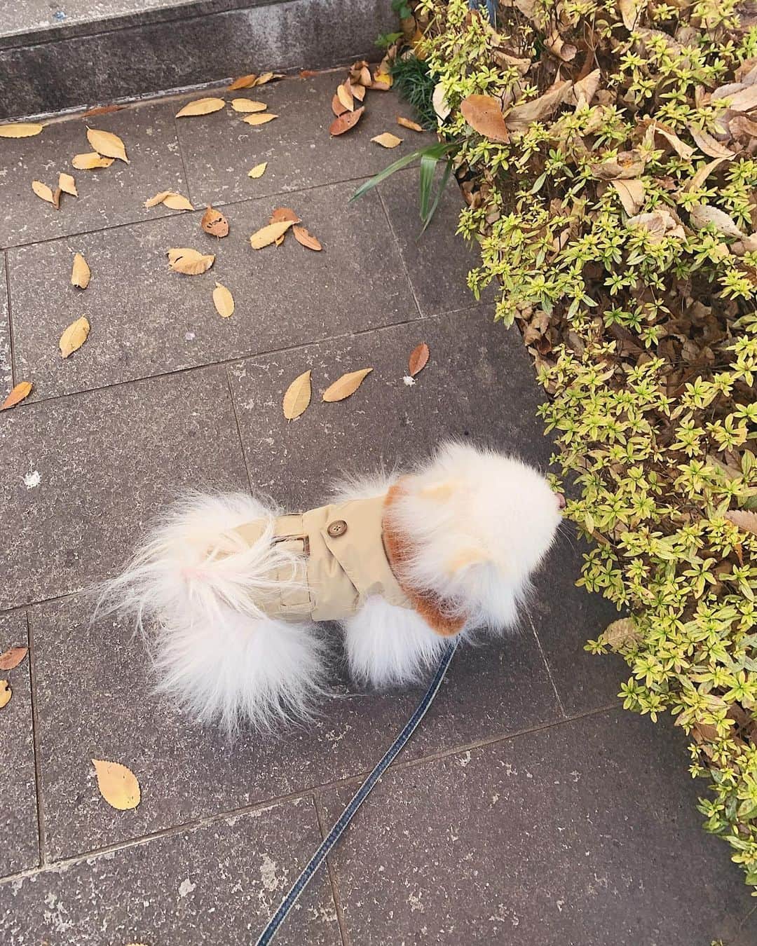 神尾美沙さんのインスタグラム写真 - (神尾美沙Instagram)「🍂﻿ ﻿ しろ…﻿ かっこいい🥲❤️﻿ ﻿ @grace_continental.div のドッグウェアが素敵すぎて…﻿ ちゃんとライナーが付いていて﻿ 2kgのしろは冬に震えがちなんだけど﻿ あったかくて気持ち良かったみたい☺️﻿ ﻿ さすがグレース、細部まで作り込まれていて﻿ なんかパリを散歩しているかのよう🇫🇷笑﻿ トレンチってこんなに可愛いんだね😂﻿ ﻿ 普通に人間用のトレンチもあるから﻿ 愛犬と #おそろコーデ も出来ちゃう！﻿ ﻿ ﻿ ﻿ 可愛いなぁ﻿ 首元のファーは取り外し可能です✌️﻿ ﻿ なんだかいつものお散歩も特別に感じた🐩﻿ これ着てどこかお出かけしようね♡﻿ ﻿ ﻿ #gracecontinental#dogwear#pomeranian#pomeranianlove#グレースコンチネンタル#ドッグウェア#ポメラニアン#ポメラニアン大好き#ポメラニアン部#白ポメ#しろぽめ#白ポメラニアン#犬のいる生活」12月26日 13時14分 - kamiomisa