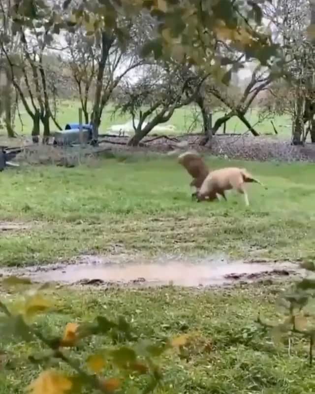 WildLifeのインスタグラム：「Lower Your Shoulder 📷:joshramswell(TikTok)  Two rams going at it until someone gets hurt」