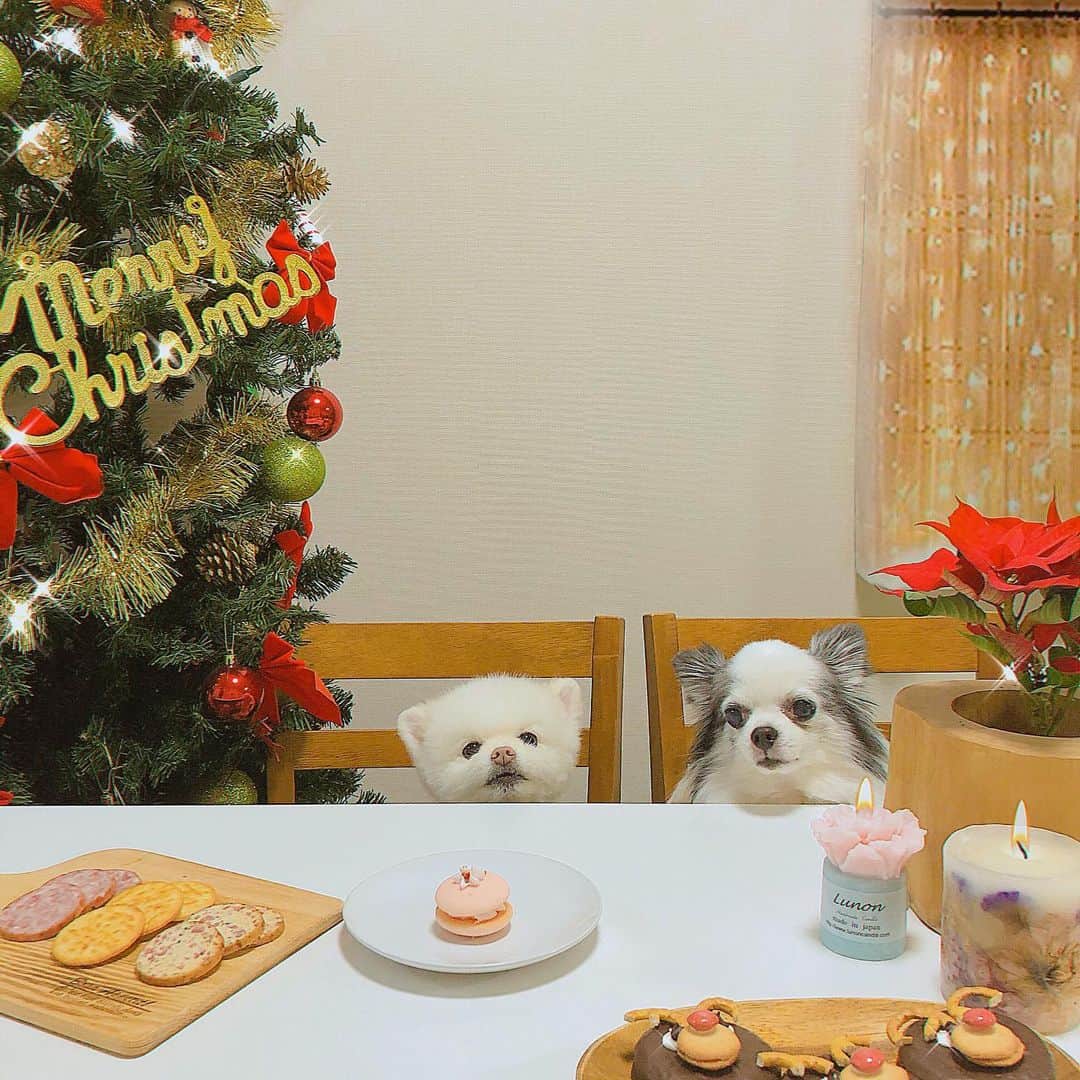 のインスタグラム：「#おうちクリスマス﻿ ﻿ ﻿ 昨日はクリスマスだったし﻿ ピーさんもspecial にした🎄﻿ ﻿ @petlibrary_jp  の﻿ ウーピーパイあげました🍓﻿ ﻿ (メイしゃんは腎臓悪いけん﻿ いつも通りのご飯😭🐶)﻿ ﻿ ﻿ DMきてたクリスマスご飯﻿ 動画にしました😆🍴🎄﻿ そんな立派なものではないけど😂🙇‍♀️﻿ ﻿ ﻿ #クリスマスごはん #いっぬ #いぬすたぐらむ #いぬのいる暮らし #ポメラニアン #チワワ#クリスマス2020」