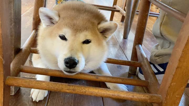 てんパパのグルメインスタ