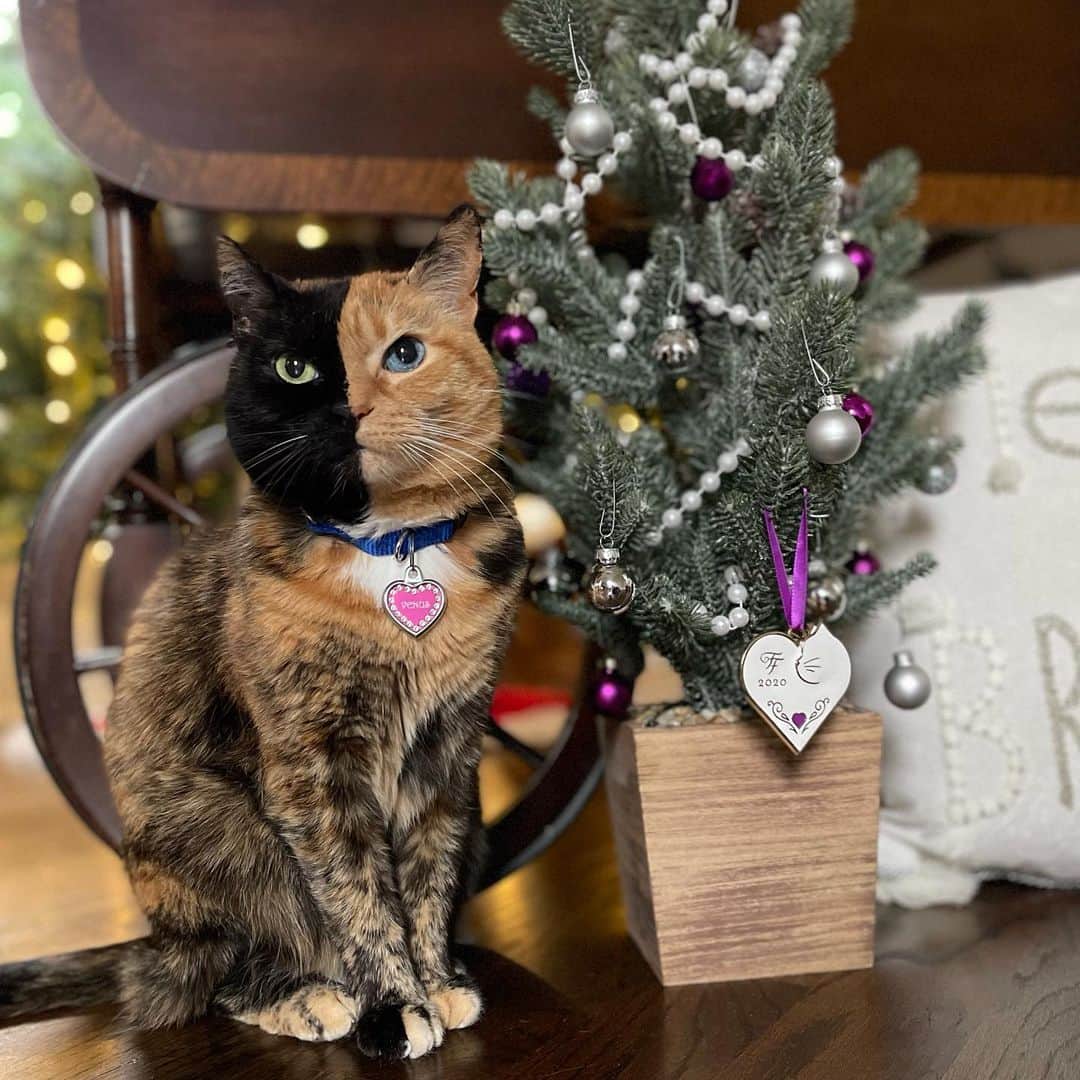 のインスタグラム：「It’s a farmhouse style Christmas here in Georgia! Merry Christmas everyone! 🎄」