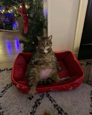 Aww Clubさんのインスタグラム写真 - (Aww ClubInstagram)「Check out my holidays belly⠀ ⠀ 📷  Agathe Préli  FB⠀ ⠀ Want to get featured? Join “The Meowed Club” on FACEBOOK and post something now! 👉 Meowed.com⠀⠀ ⠀ #meowed #catbelly #CHONK #CHONKY #christmas  #TheMeowedClub」12月26日 6時00分 - meowed