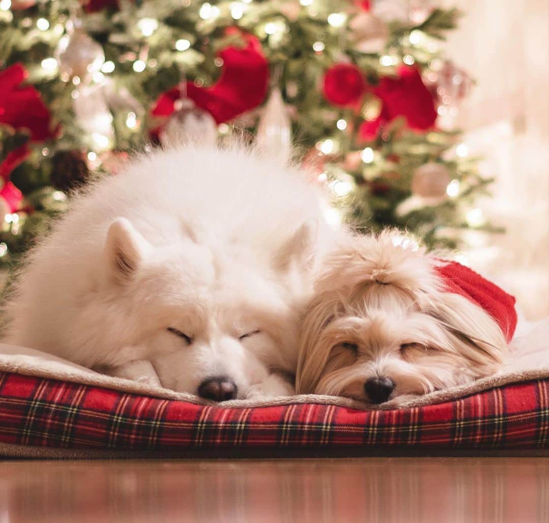 Loki the Corgiさんのインスタグラム写真 - (Loki the CorgiInstagram)「Grateful to be spending the holidays with these two ☺️ We wish you all a very merry Christmas! Extra hugs from Bear and Momo for those who aren’t able to be with their loved ones this year ❤️」12月26日 7時00分 - lokistagram