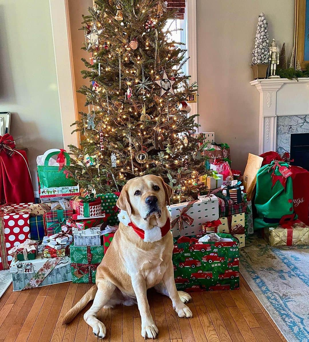 Huckのインスタグラム：「I’ve been the goodest boy this year, Santa Paws finally came! 🎅🏼🎄🐾  . . . . . . . . . .  #merrychristmas #yellowlab #labsofinsta #fab_labs_ #labradorsofinstagram #talesofalab #yellowlaboftheday #labrador_class #thelablove_feature #englishlabrador #labphotooftheday #instalabrador #labradorretriever #labradorable #christmasdog #dogsofinsta #santapaws #christmas」