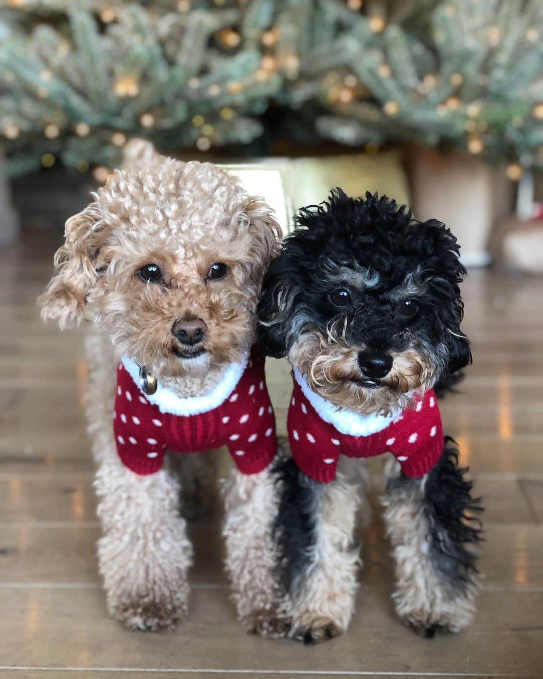 トーライ・ケリーのインスタグラム：「merry christmas from @dobbymurillo (1st christmas, super stoked) & @frodomurillo (2nd christmas, over it) 🥲💖」