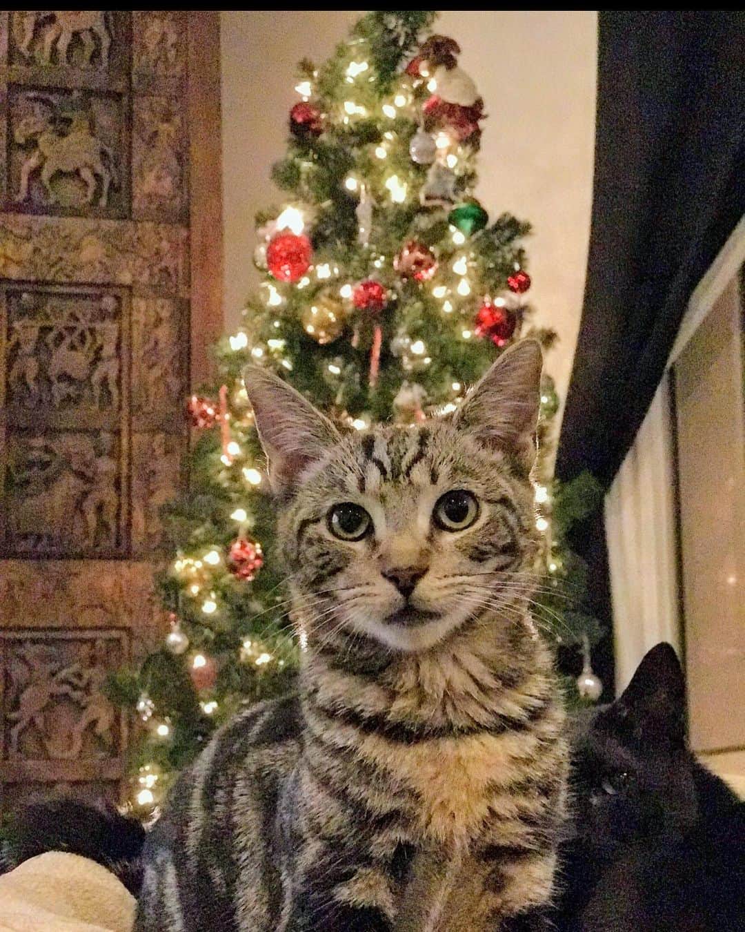 ハンナ・シモンのインスタグラム：「Only two types of Christmas people: front and center festive and the side eye hiding in the back. I am, and forever will be, a side eye kinda cat. Meowy Christmas 🎄」