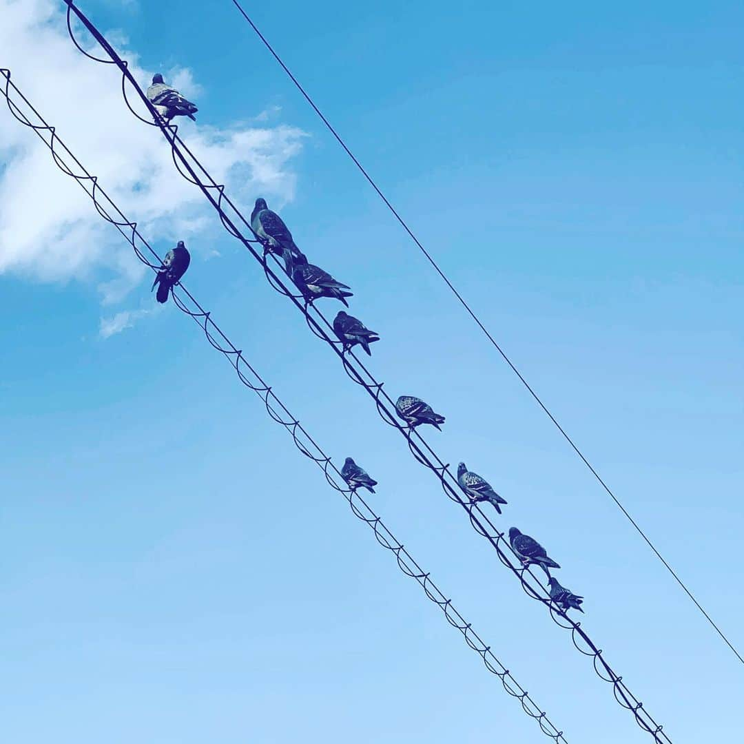 中野敬久さんのインスタグラム写真 - (中野敬久Instagram)「#lines #sky #pigeons #cloud #blue #lookup」12月26日 9時18分 - hirohisanakano