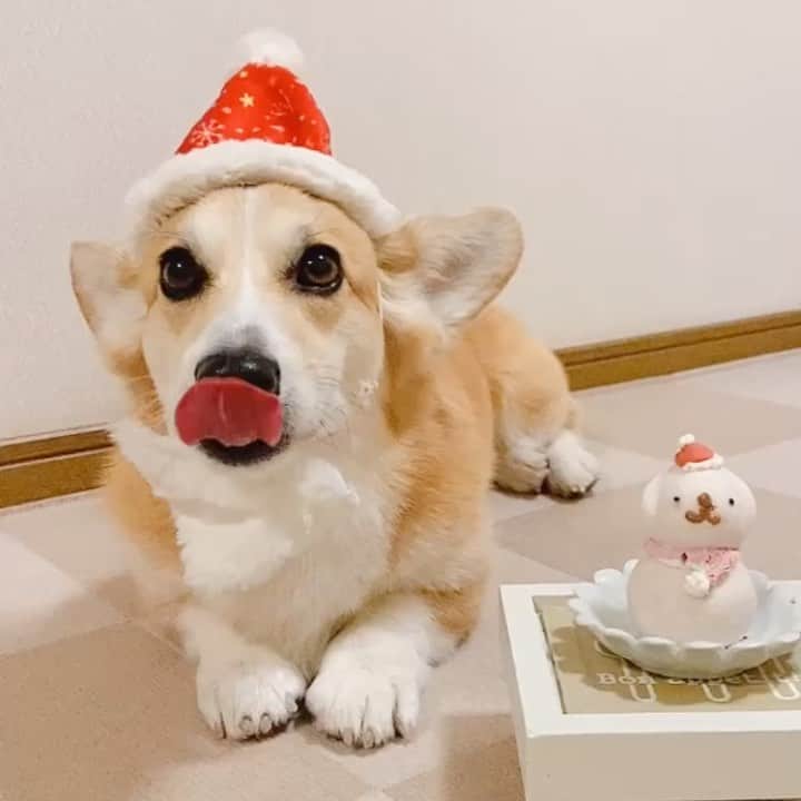 のインスタグラム：「◡̈⋆2020.12.26.Sat.◡̈⋆ 🎅MERRY CHRISTMAS🌲 * 早く食べたくて 大泣き笑い泣き～🤣🤣🤣 * 食べ始めたら いきなり 丸呑み体制に😱😱😱 * 母ちゃん慌てて カメラ放り出して 画像真っ黒～🤣🤣🤣 * 丸呑みしようと していたケーキは 口に手を突っ込まれ ケーキは無事に 救出されました😅👌 * このケーキ 国産鶏胸肉で出来ているので まるでゴムボールみたいな作りで これを丸呑みしていたらと思うと 本当に恐ろしい😱 よかったほっ😯💨💛  * * * *」