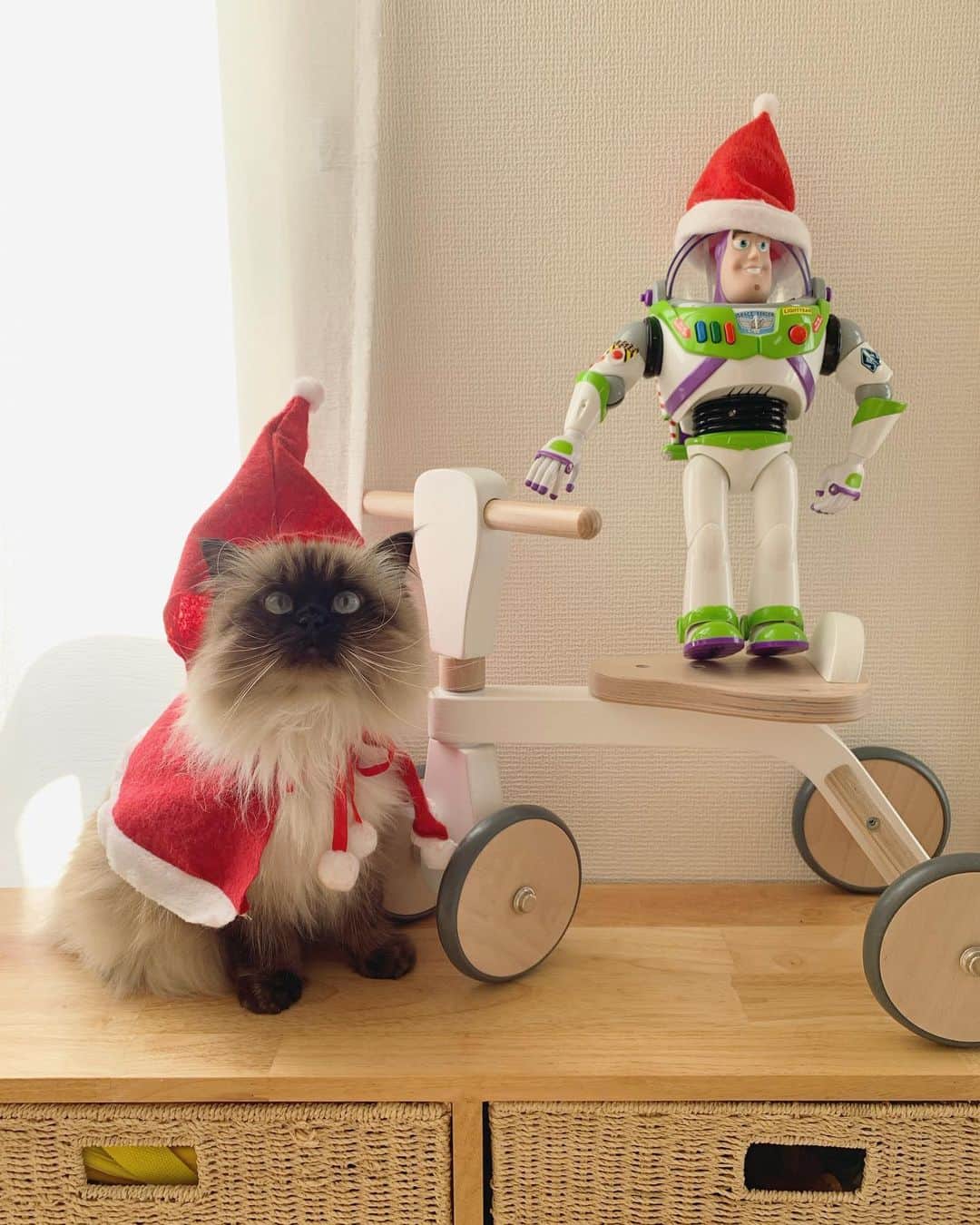 plumeさんのインスタグラム写真 - (plumeInstagram)「こちらもせっかく撮ったので📸❤️  プリュムサンタ🎅🏽とバズサンタ🎅🏻 2枚目の動画のほっこり感が好き🥰  . . . . #プリュムのいる生活 #猫のいる暮らし  #ヒマラヤン  #赤ちゃんと猫  #もふもふ#ヒマラニャンズ  #猫  #ねこ  #ペコねこ部#クリスマスプレゼント#プレゼント#インテリア#おもちゃ#ディズニー　　#Disney#toystory#lego#christmas#santa#christmaspresent #fluffy#癒し#🐈 #고양이  #ilovecats  #himalayancat  #catsofinstagram#catloversclub#bestmeow#weeklyfluff」12月26日 9時32分 - plumestagram