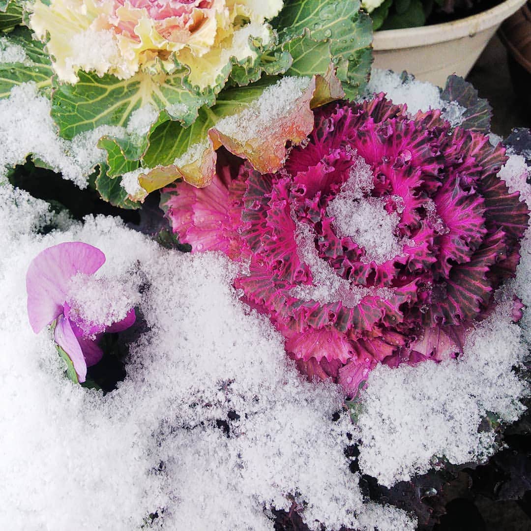 みながわゆみさんのインスタグラム写真 - (みながわゆみInstagram)「#ゆき #雪 #はなまっぷ #花まっぷ #花の写真 #花写真 #花撮り #葉牡丹 #ハボタン #はぼたん #パンジー #花好きな人 #花好きな人と繋がりたい #写真好き #写真好きな人と繋がりたい #感謝 #ありがとう #寒さに負けずに頑張って」12月26日 9時37分 - nama.09.19
