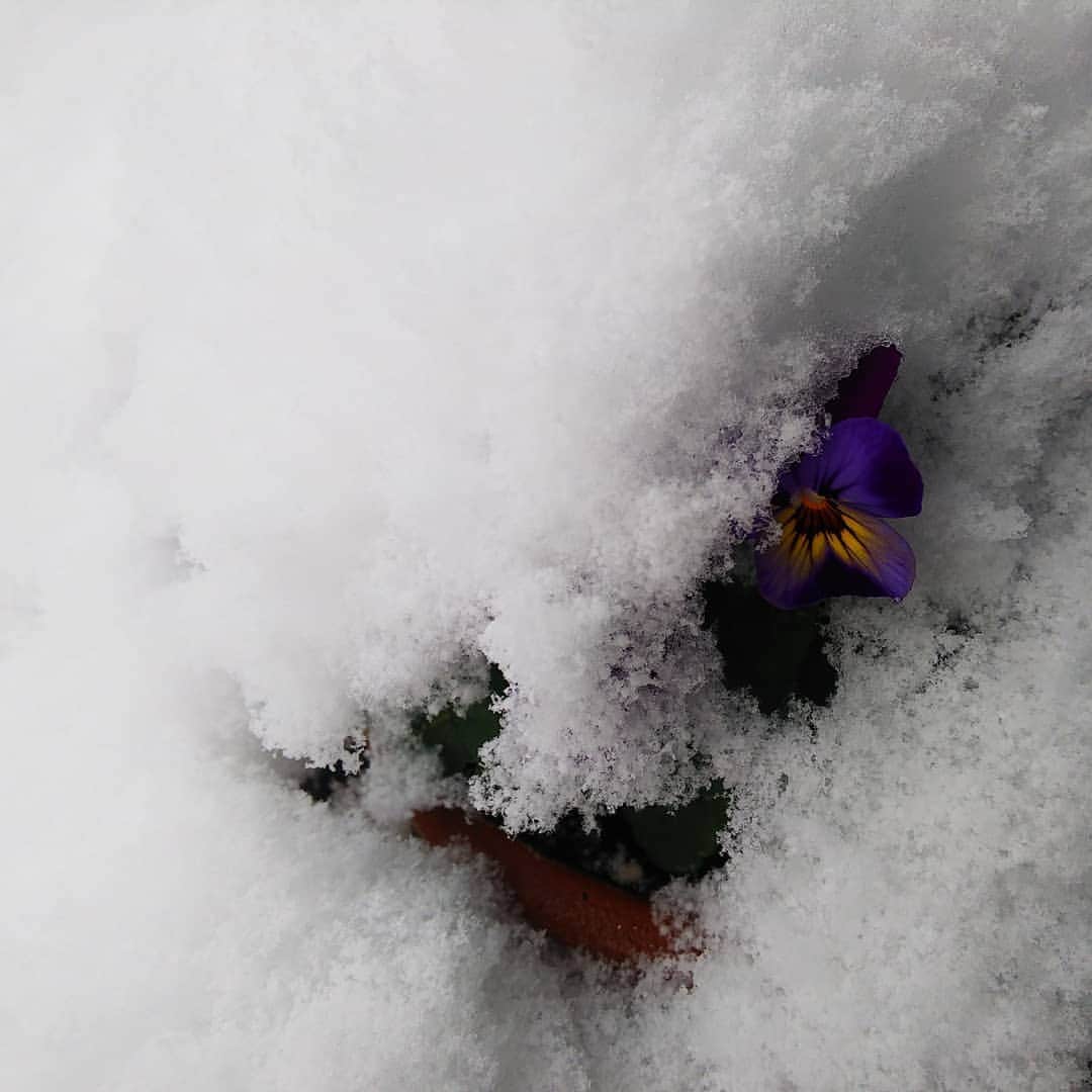 みながわゆみさんのインスタグラム写真 - (みながわゆみInstagram)「#ゆき #雪 #はなまっぷ #花まっぷ #花の写真 #花写真 #花撮り #葉牡丹 #ハボタン #はぼたん #パンジー #花好きな人 #花好きな人と繋がりたい #写真好き #写真好きな人と繋がりたい #感謝 #ありがとう #寒さに負けずに頑張って」12月26日 9時37分 - nama.09.19