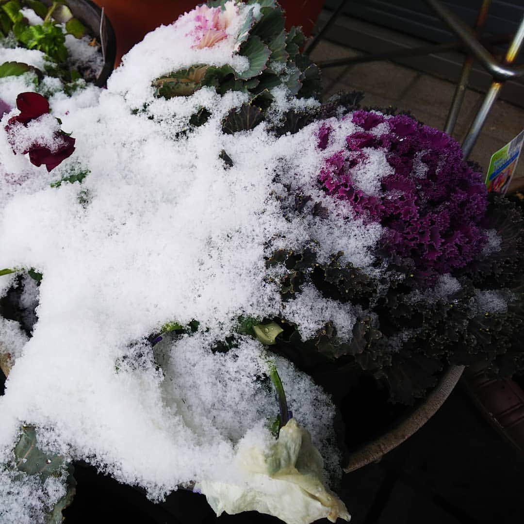 みながわゆみさんのインスタグラム写真 - (みながわゆみInstagram)「#ゆき #雪 #はなまっぷ #花まっぷ #花の写真 #花写真 #花撮り #葉牡丹 #ハボタン #はぼたん #パンジー #花好きな人 #花好きな人と繋がりたい #写真好き #写真好きな人と繋がりたい #感謝 #ありがとう #寒さに負けずに頑張って」12月26日 9時37分 - nama.09.19