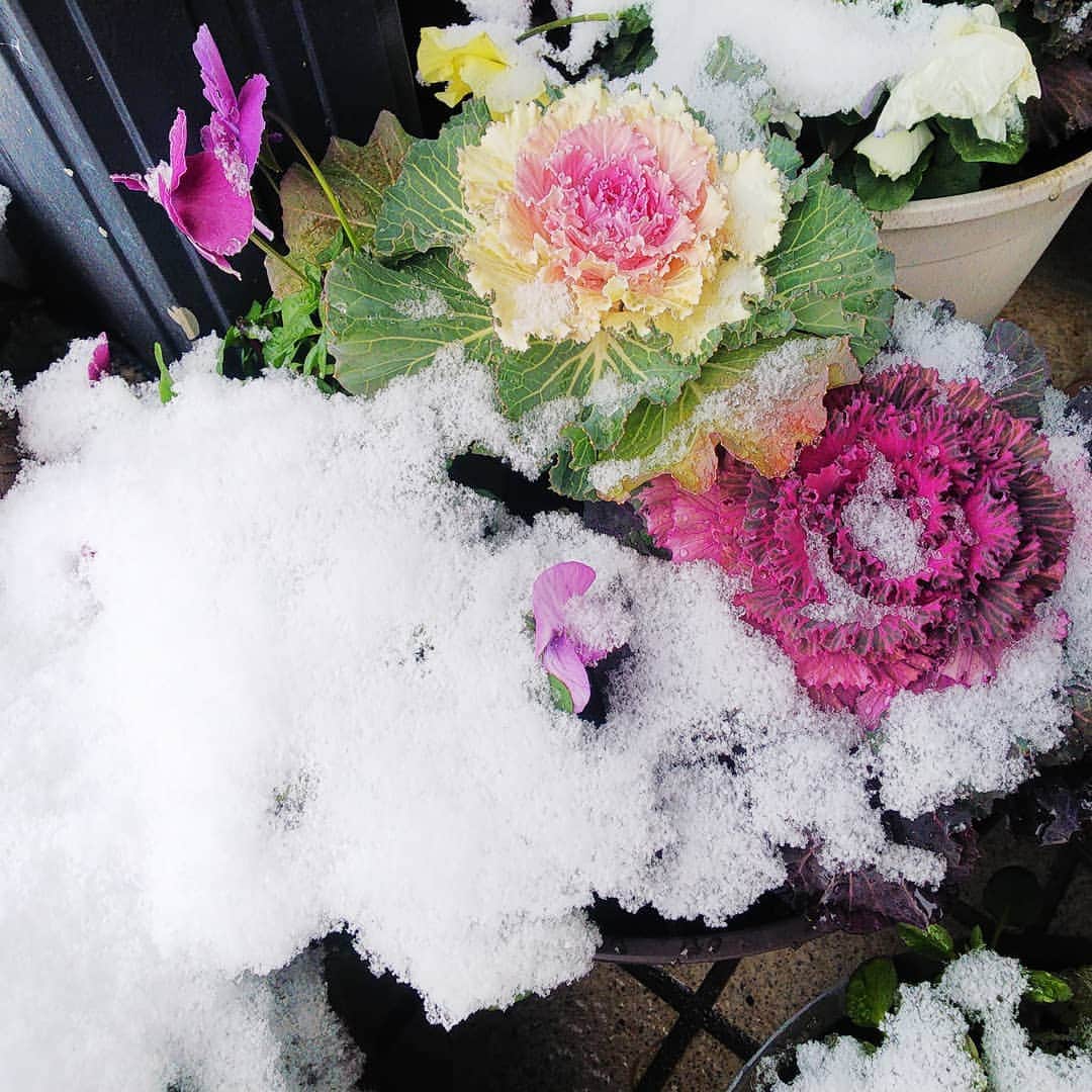 みながわゆみさんのインスタグラム写真 - (みながわゆみInstagram)「#ゆき #雪 #はなまっぷ #花まっぷ #花の写真 #花写真 #花撮り #葉牡丹 #ハボタン #はぼたん #パンジー #花好きな人 #花好きな人と繋がりたい #写真好き #写真好きな人と繋がりたい #感謝 #ありがとう #寒さに負けずに頑張って」12月26日 9時37分 - nama.09.19