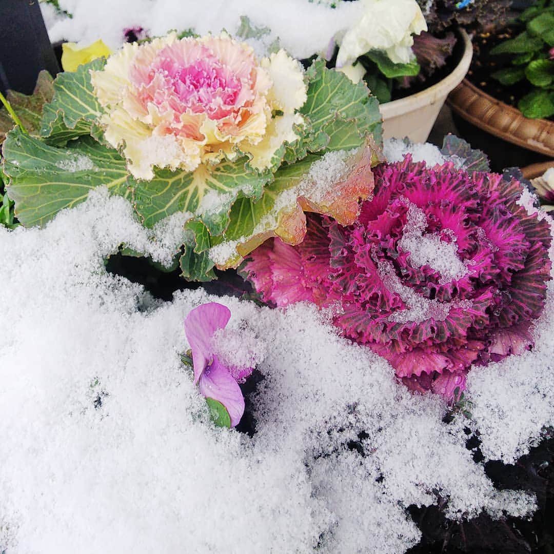 みながわゆみさんのインスタグラム写真 - (みながわゆみInstagram)「#ゆき #雪 #はなまっぷ #花まっぷ #花の写真 #花写真 #花撮り #葉牡丹 #ハボタン #はぼたん #パンジー #花好きな人 #花好きな人と繋がりたい #写真好き #写真好きな人と繋がりたい #感謝 #ありがとう #寒さに負けずに頑張って」12月26日 9時37分 - nama.09.19