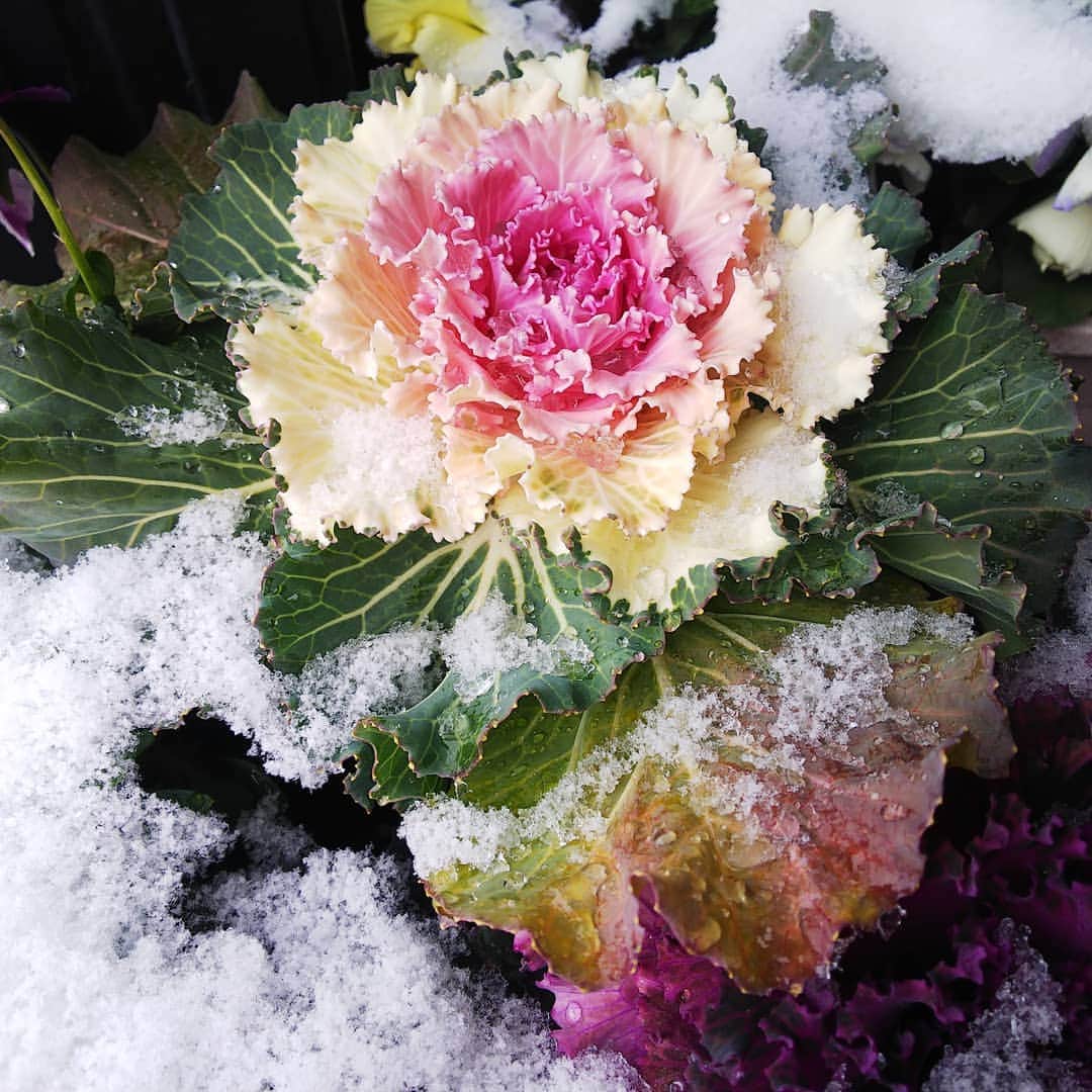 みながわゆみさんのインスタグラム写真 - (みながわゆみInstagram)「#ゆき #雪 #はなまっぷ #花まっぷ #花の写真 #花写真 #花撮り #葉牡丹 #ハボタン #はぼたん #パンジー #花好きな人 #花好きな人と繋がりたい #写真好き #写真好きな人と繋がりたい #感謝 #ありがとう #寒さに負けずに頑張って」12月26日 9時37分 - nama.09.19