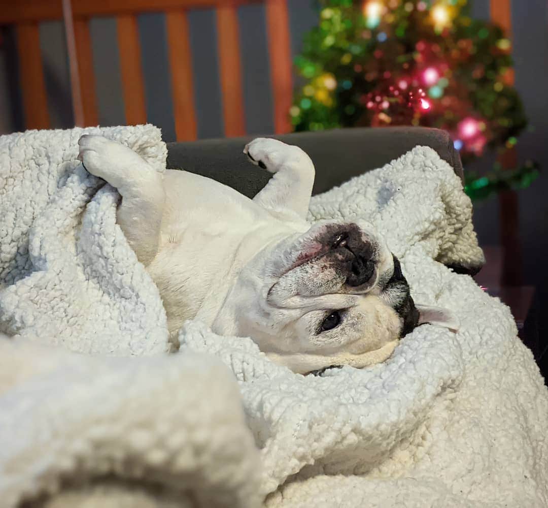 Manny The Frenchieのインスタグラム：「I'll be in this position for the rest of the night. Merry Christmas to all! 🎄」