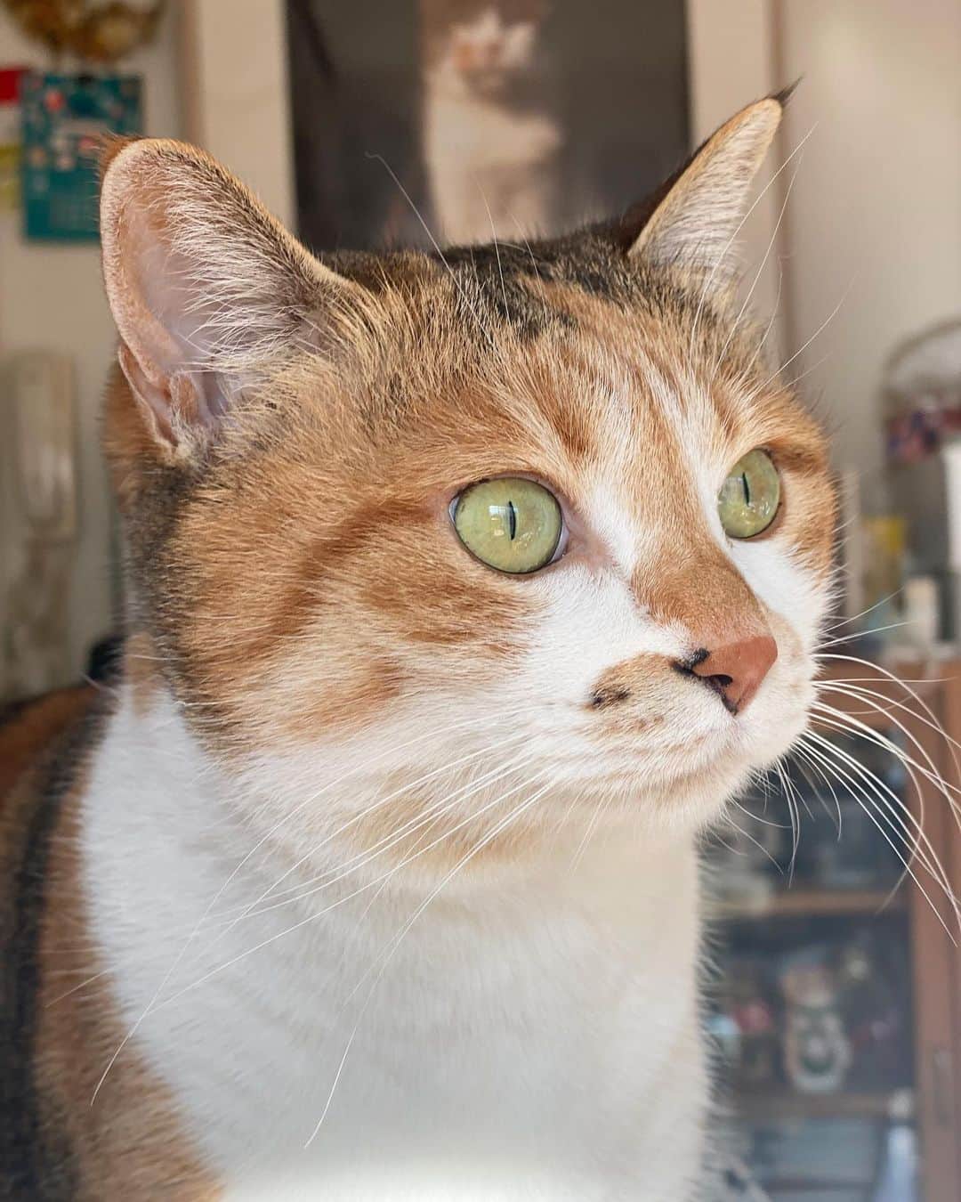 のインスタグラム：「おはよ #ポチ実 #三毛猫」