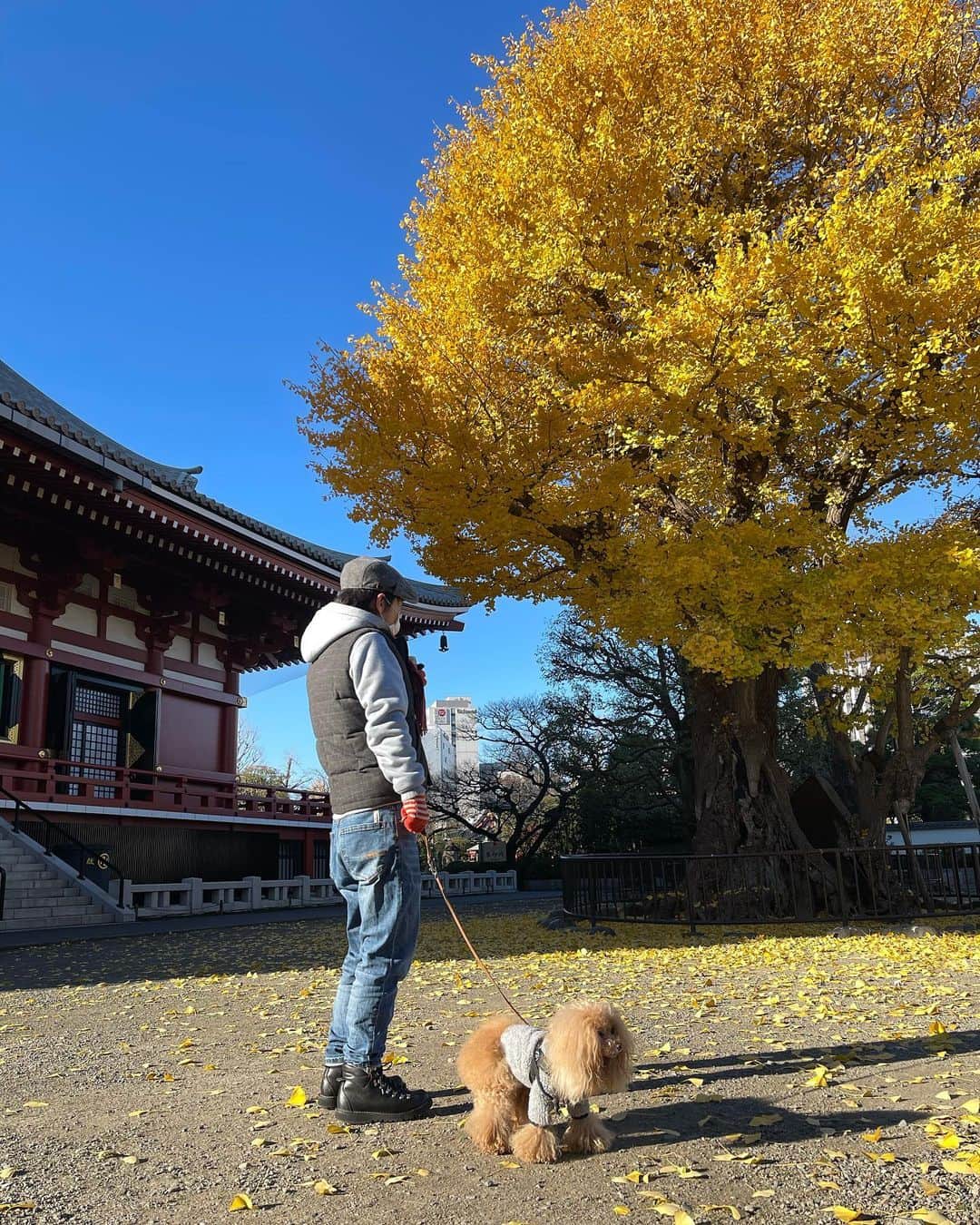 Toypoodle Mikuru?Asakusa Tokyoのインスタグラム：「20201226 Saturday. Good morning! Friends 💓  今朝はパパも一緒にあさんぽ😄 浅草寺裏の銀杏はまだ綺麗ですよ❣️  ❷枚目動画は、浅草演芸ホールの看板にゃんこ ジロリ🐱 チケット窓口でお迎えしてくれますよ💖 みきゅるんジロリに睨まれてました😂  浅草は既にお正月一色🎍 クリスマスはー？😂  #パパとみくるん #浅草演芸ホール @asaen1.43.12  #ジロリ  ※スマホ撮影で手抜き更新でした😅 つか、スマホの方が綺麗に撮れるのか？😂」
