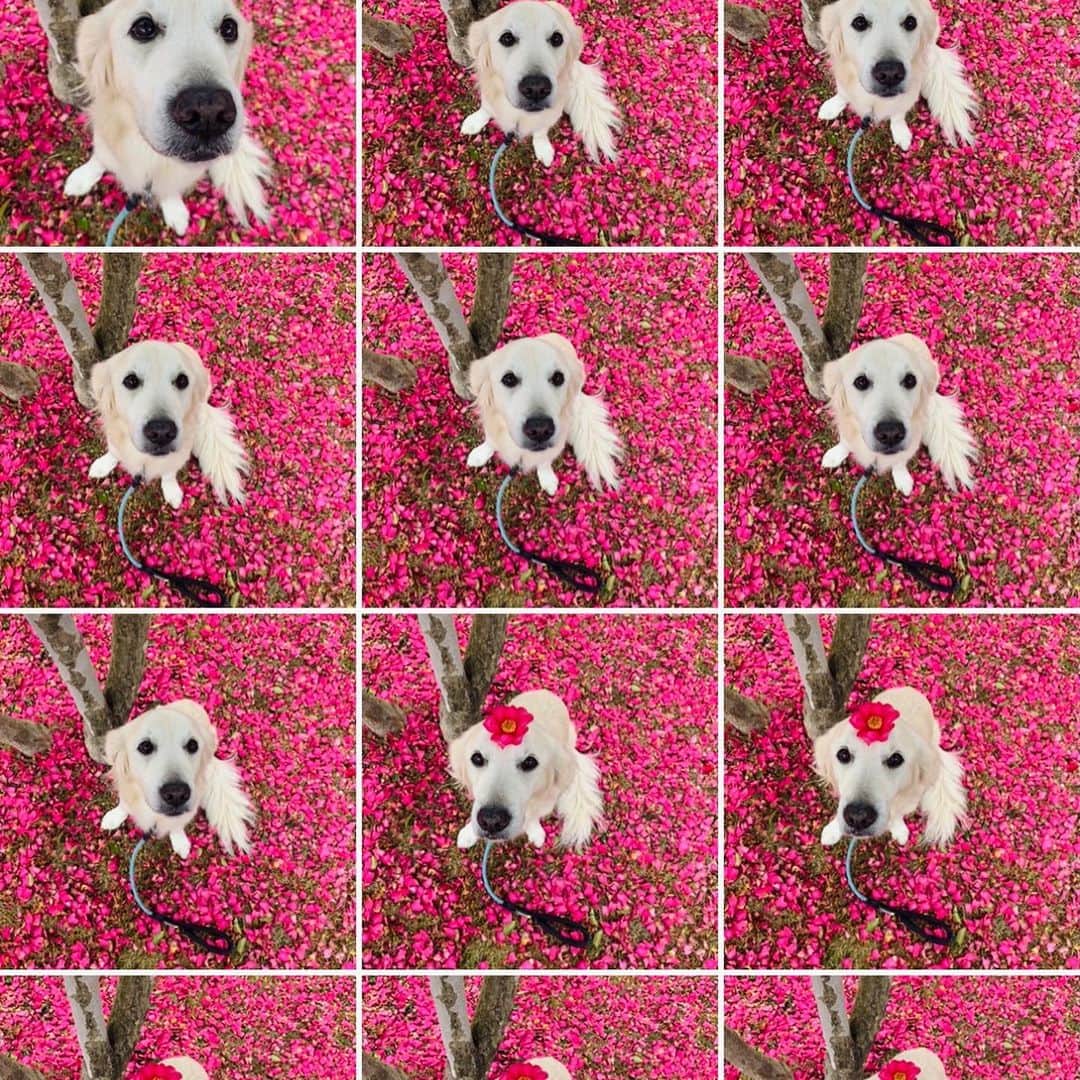 P太郎ママさんのインスタグラム写真 - (P太郎ママInstagram)「サザンカじゅうたん、 はっけーーん！ 最後、ママンのスマホのアルバムのスクショ。 撮りすぎで真っピンク！！！ #花と犬  #サザンカ」12月26日 10時20分 - ptarodada