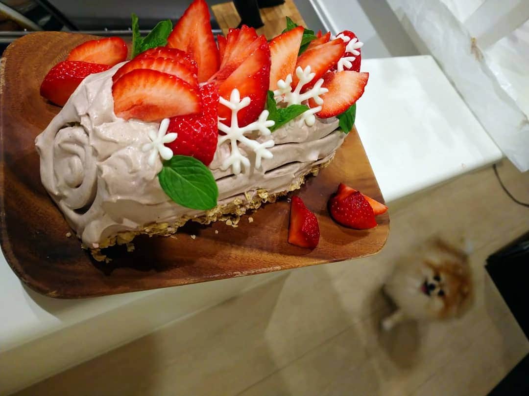 北川まみのインスタグラム：「今年のクリスマスは手作り＋コストコの力を借りて、おうちクリスマス🏠🐶  がお🐶初めてのケーキ🎂！人間の食べものと思って食べないかも…と思ってたけど、一度も顔を上げることなく夢中で食べてくれました🤭おいしかったのねー  #おうちクリスマス #xmasathome #ブッシュドノエル手作り #ロティサリーチキン  #コストコロティサリーチキン #わんすたぐらむ  #犬スタグラム #ポメラニアン男の子  #犬ケーキ」