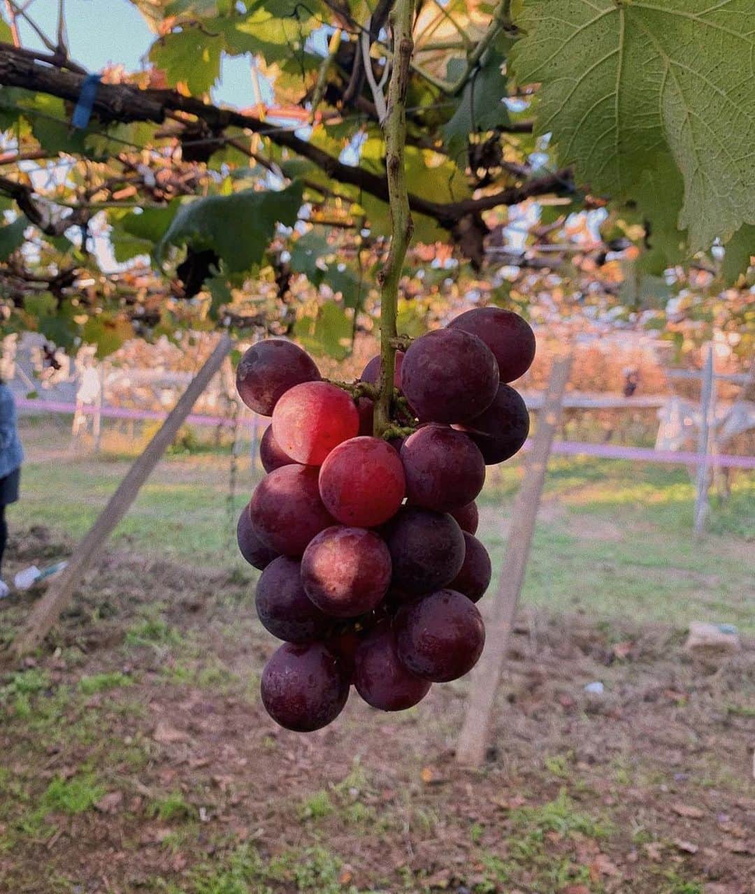 shihori.kathleenのインスタグラム：「. いつかの夕暮れの🍇🎨  2021 みんな実りのある年になりますよーに🕊」