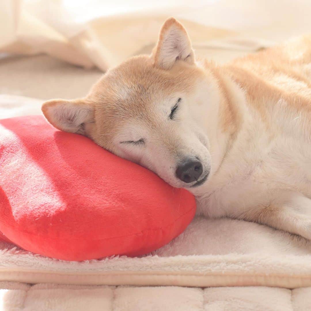meekooのインスタグラム：「穏やかな寝顔☺️りんごさんの幸せは私の喜びです💕 • 飼い主のいない保護犬や保護猫たちにも、温かい寝床と優しい家族に包まれてこんな風に心穏やかに眠ってほしいです🐕🐈💝 • 「しばいぬとねこのチャリティーカレンダー2021」は店舗販売分があと100冊ほどありまして、どうしても全てを売り切って寄付へ回したいと思っています。 ひとりではとてもささやかな力です。皆さまにご協力をいただけたら大きな支援に繋がります。どうぞよろしくお願いいたします🙏🏻 一冊1200円。売り上げから印刷と発送費を引いた金額を全て動物愛護団体へ寄付させて頂きます。通販可能ですので、ご希望の方はDMへメッセージを送ってください🍀 • 【予告】チャリティーカレンダーとあなたの日常（ペットやお子様など）を写した写真を募集します。送っていただいた写真はカレンダー参加者のブログなどでご紹介させていただきます😊詳細については後日お知らせいたします📢 カレンダー参加者： @kabosumama @kota2ann @hamamahanabi @nerishiro @f.kaori27」