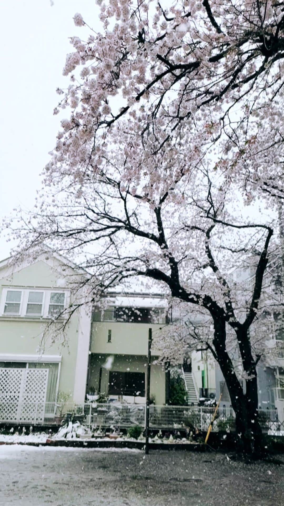 のインスタグラム：「Looking back over the past year. Collaboration of snow and 🌸 29 March 今年を振り返る。3月29日、関東で満開の桜に雪が、、」