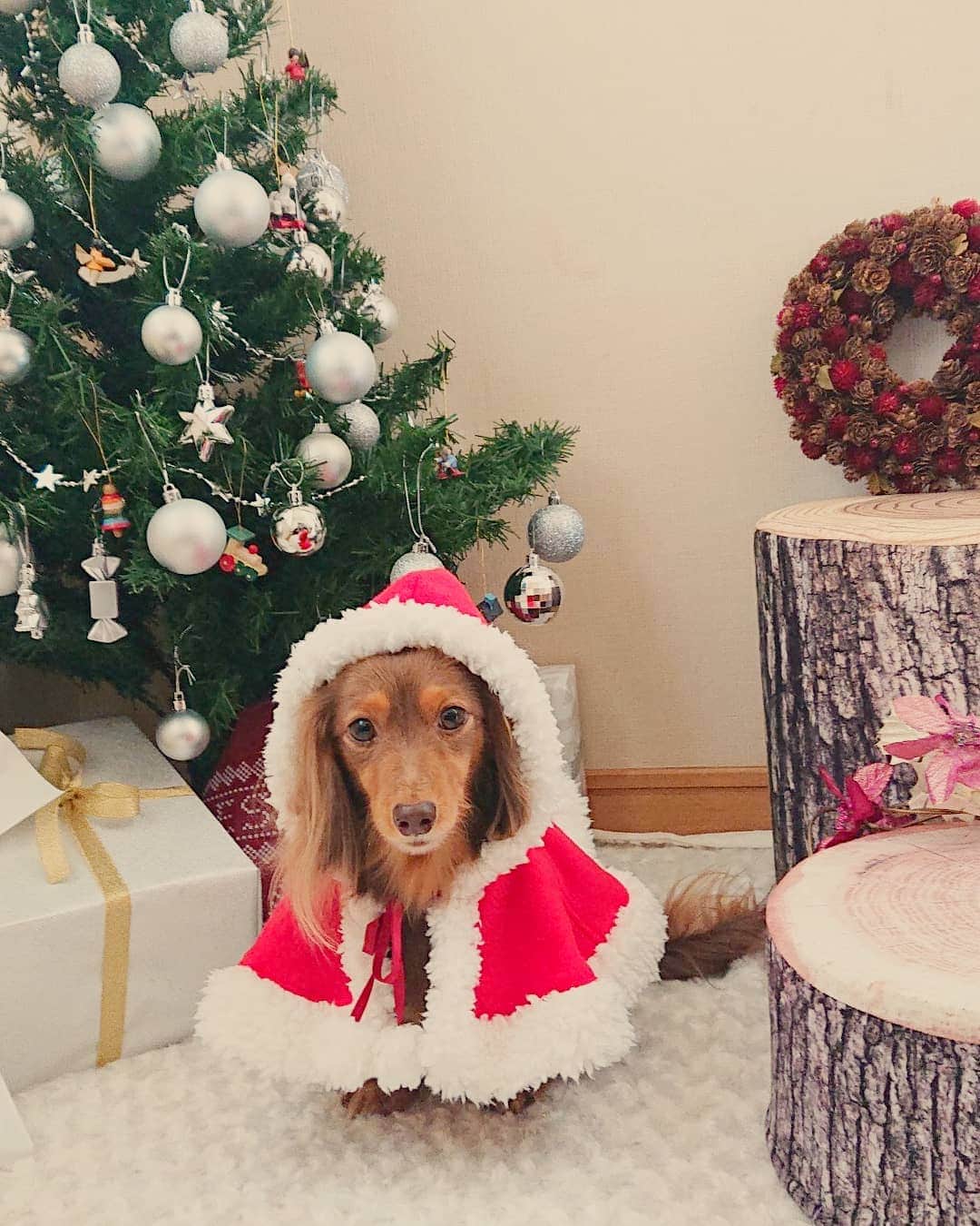 くるみんのインスタグラム：「* クリスマスは終わったけど… せっかくのツリー🎄だから、やっぱり縦写真も撮りたくて、もう1回モデルさんしてもらいました。  #カニンヘンダックスフント #カニンヘン #カニンヘンダックス #カニンヘンダックスフンドの日常 #カニンヘンの会 #カニンヘンダックスフンド #チョコタンダックスフント #チョコタンダックスフンド #チョコタンダックス #チョコタン #ダックスlove #ダックス多頭飼い #ダックスフント #ダックスフンドカニンヘン #ダックス部 #ダックス大好き #ダックスフンド #ダックス #いぬばか部 #いぬすたぐらむ #短足部 #all_dog_japan #east_dog_japan #dachshundgram #dachshund #dogstagram #クリスマス #instagramdog #inustagram #7pets_1day」
