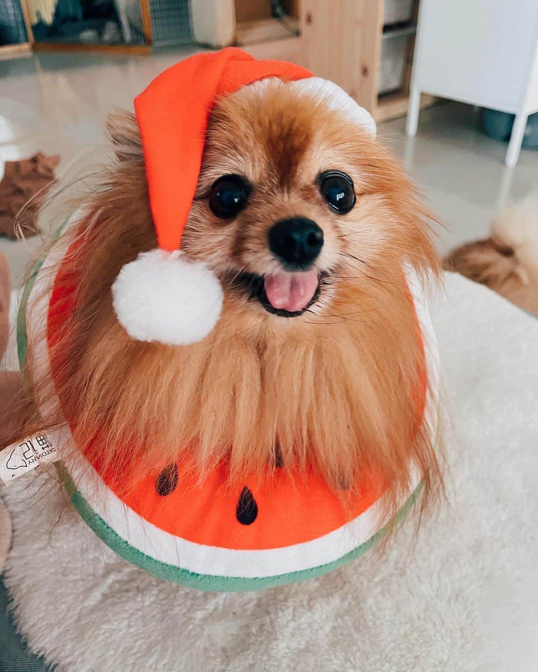 r_oseのインスタグラム：「🍉🎄〰️ #watermalongirl」