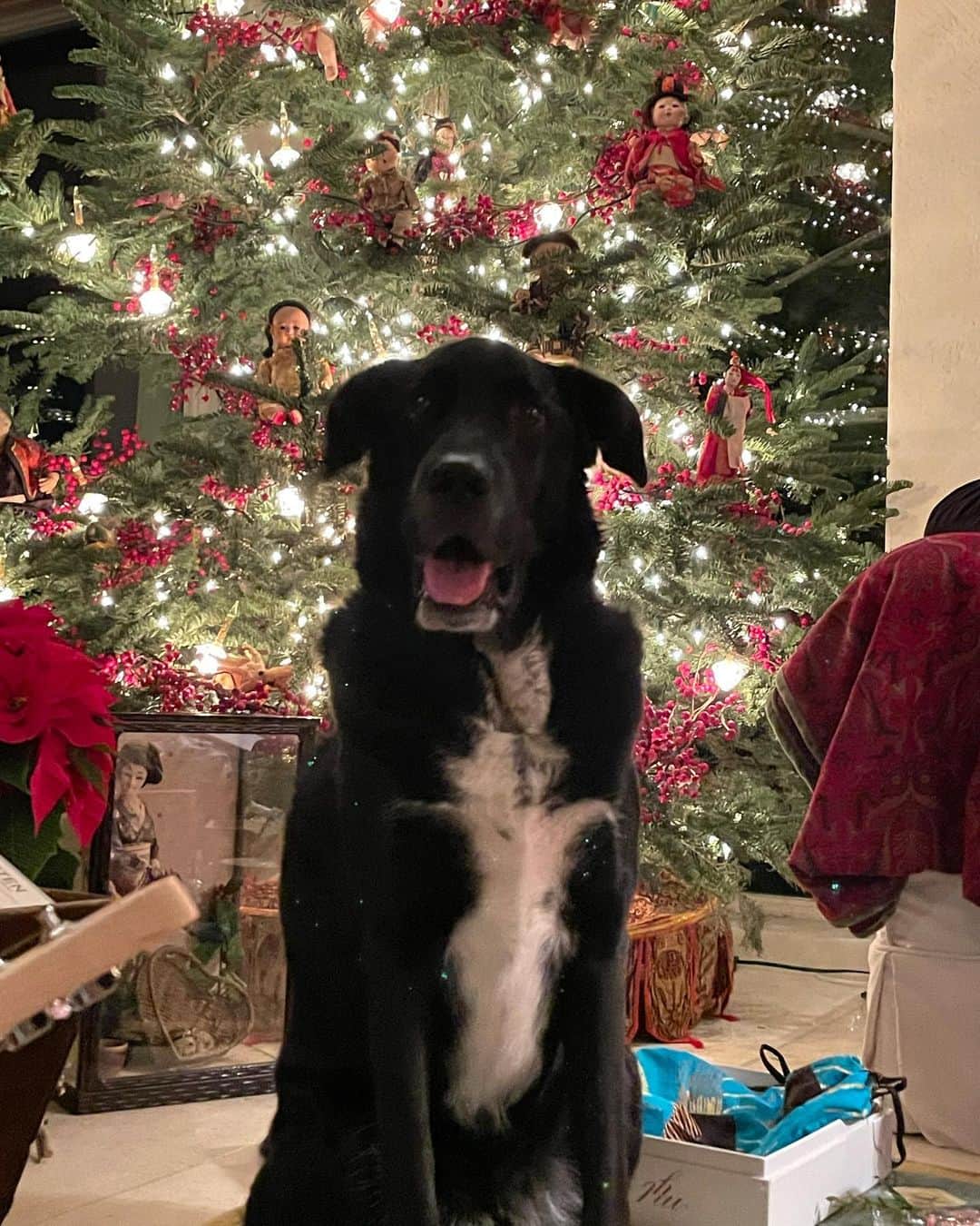 マイルズ・マクミランのインスタグラム：「MERRY CHRISTMAS EVERYONE!」