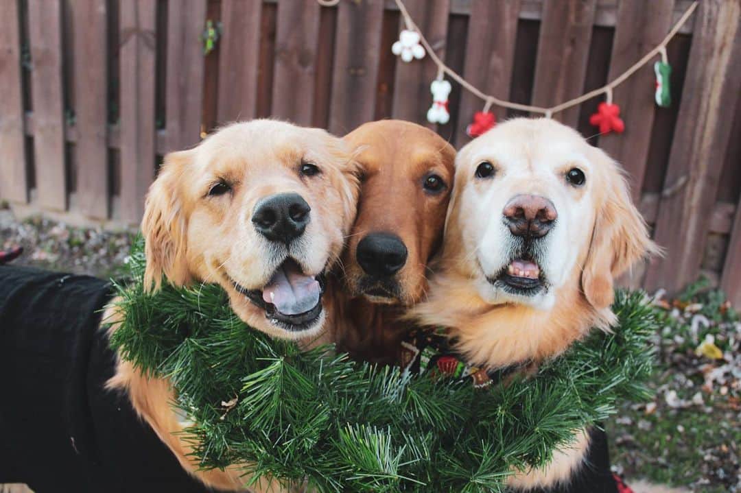 モヒートさんのインスタグラム写真 - (モヒートInstagram)「A few more of our official Christmas photos ❤️🎄 #christmas #christmas2020 #merrychristmas #goldenretriever #goldensofinstagram #dogsofcle #dogmom #buzzfeedanimals」12月26日 11時59分 - mojito_rose_family
