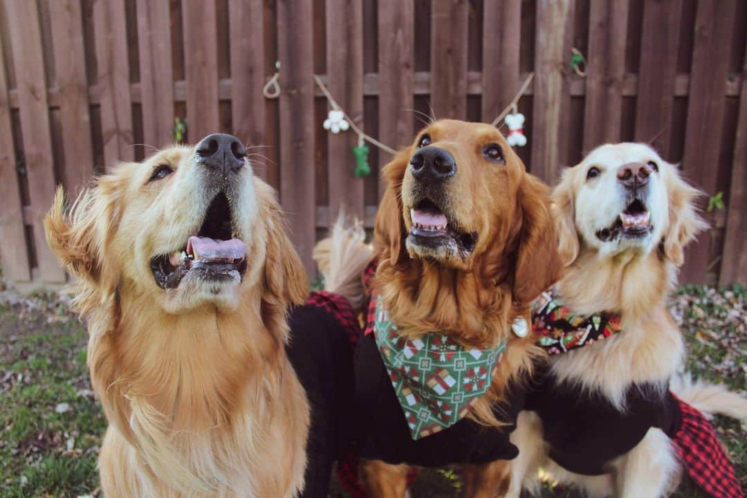 モヒートさんのインスタグラム写真 - (モヒートInstagram)「A few more of our official Christmas photos ❤️🎄 #christmas #christmas2020 #merrychristmas #goldenretriever #goldensofinstagram #dogsofcle #dogmom #buzzfeedanimals」12月26日 11時59分 - mojito_rose_family