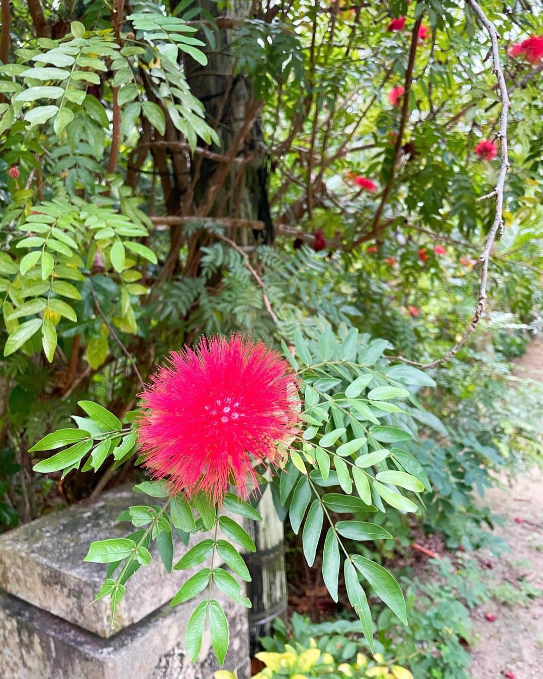 石井里奈さんのインスタグラム写真 - (石井里奈Instagram)「こんにちは☀️ . 今日も由布島編💕✨ 由布島は亜熱帯植物の楽園といわれるほど、本当にここ日本なの！？って思えるような植物園の島🥺✨ 綺麗なお花が咲いていて、散歩してるとジャングルの中にいるかのよう🌴🥥 . 西表島から水牛車に乗って海を渡るのですが、水牛さんが本当にお利口さんで👏 たくさんの人を乗せて海に渡ってくれる姿が勇敢でかっこよかった🐮 沖縄の生歌を聴きながら移動できるのも沖縄感を感じられてとっても良かったなぁ💕 . outer... @snidel_home_official  dress... @snidel_official  bag... @loewe  . 撮影だったので少ししかいれませんでしたが、今度またゆっくり訪れたい素敵な楽園でした❤️ . 今日は私は大掃除！！ 物を捨てるのが苦手な私ですが、今回は心を鬼にしてスッキリ断捨離します🔥笑 . 素敵な一日を💕 . #沖縄 #沖縄旅行 #竹富町 #okinawa #沖縄観光 #家族旅行 #国内旅行 #タビジョ #gotoキャンペーン #家族 #family #familytime #gotoトラベル #gotoトラベルキャンペーン #沖縄県 #visitjapan #由布島 #西表島 #八重山諸島 #八重山 #水牛 #水牛車 #南国 #牛 #ジャングル #植物園 #花のある暮らし #リゾート #resort #植物」12月26日 11時59分 - ri7tin1025