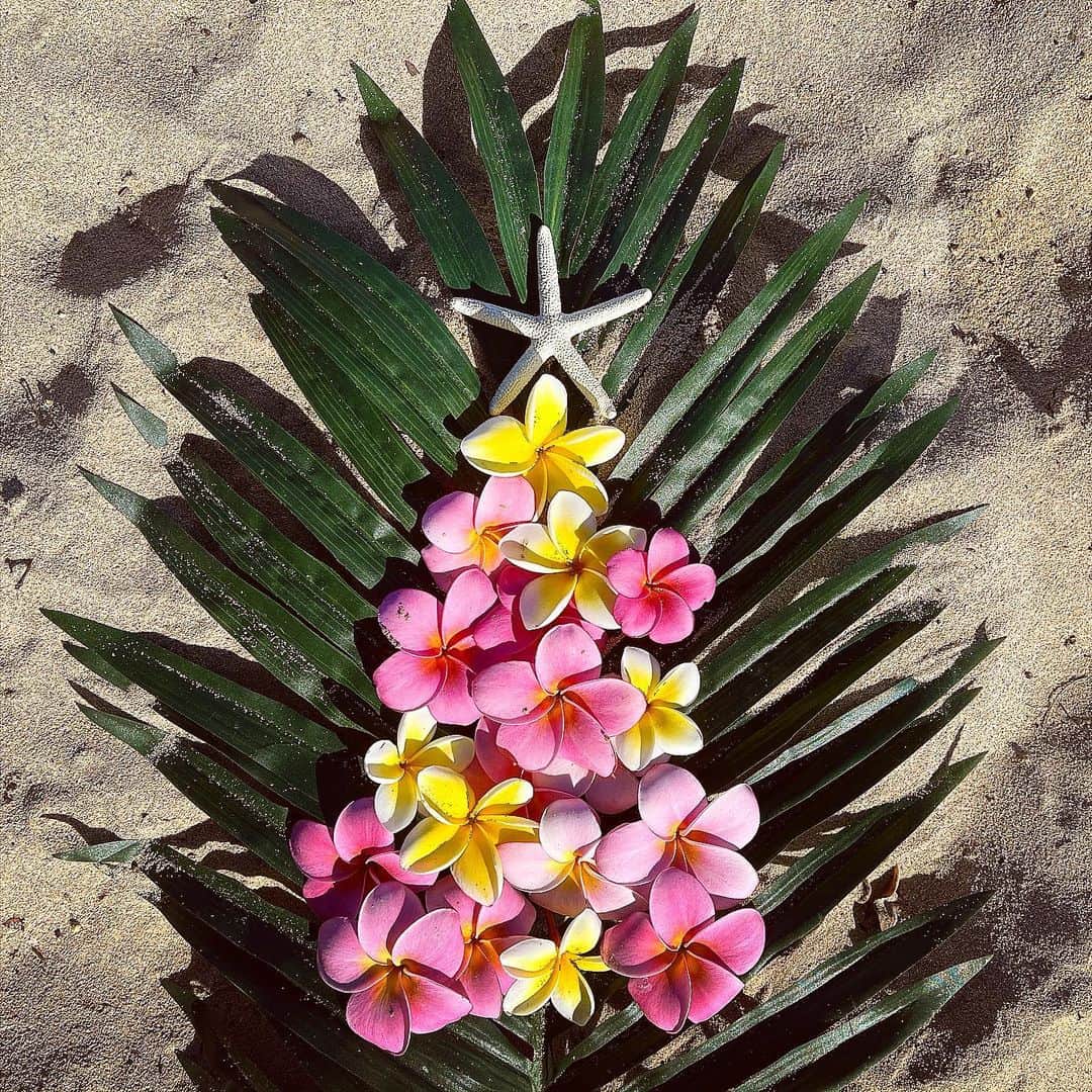 Lanikai Bath and Bodyさんのインスタグラム写真 - (Lanikai Bath and BodyInstagram)「Mele Kalikimaka from Lanikai Beach. 🤍  #gift #christmas #melekalikimaka #holiday #plumeria #floral #stockingstuffers #ecofriendly #hawaii #palm #beach #palm #lauhala #recycle #wrapping  #giftset #supportlocal #lanikai #ocean #shea #kukuinut #sandman #hawaii #kailua #oahu #lanikaibathandbody」12月26日 12時03分 - lanikaibathandbody