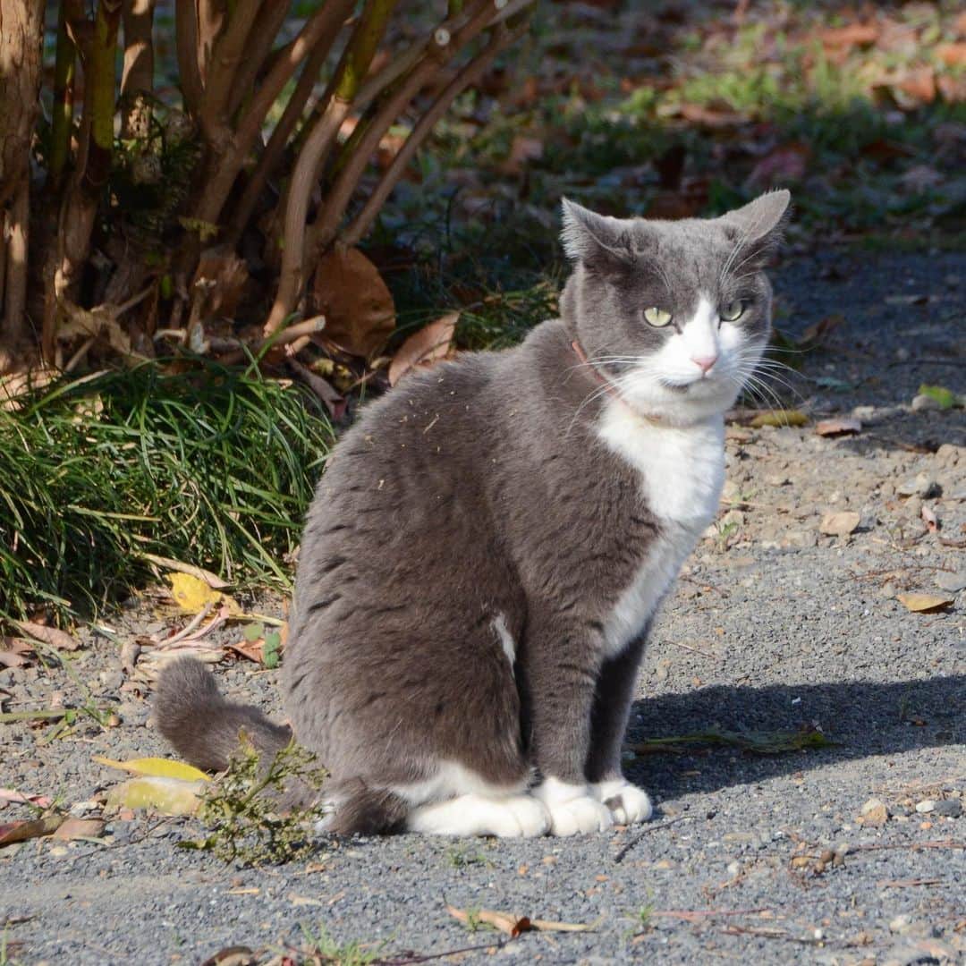 やふさんのインスタグラム写真 - (やふInstagram)「ももちゃーん、こっちおいで〜 もも「よーく全身にまぶしてから行くね！」 う、うん…💧 . #cat #neko #catlovers #catsofinstagram #catstagram #instacat #猫 #ねこ #ネコ #保護猫 #もも」12月26日 12時11分 - kyafy
