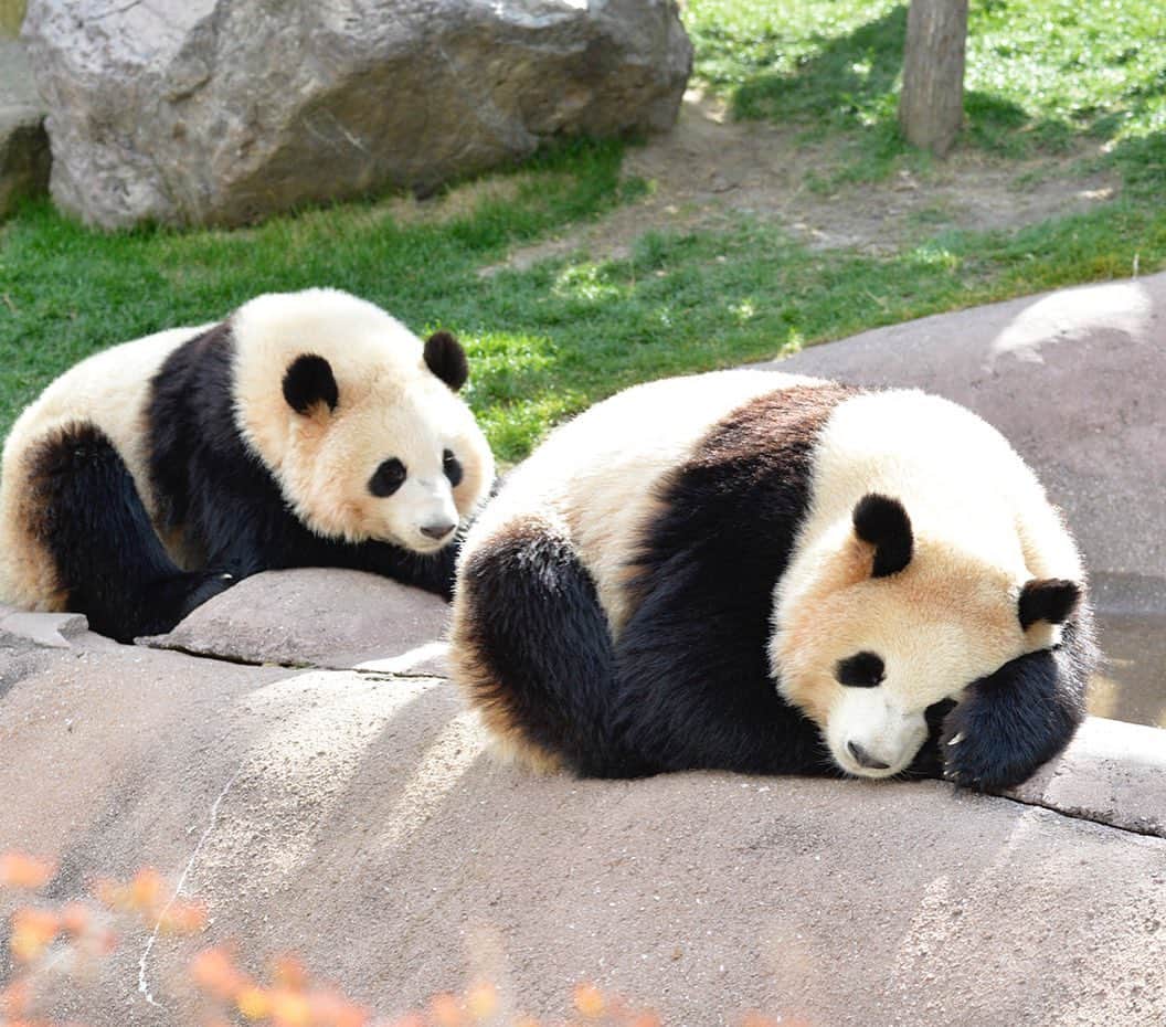 パンダ（白浜）のインスタグラム