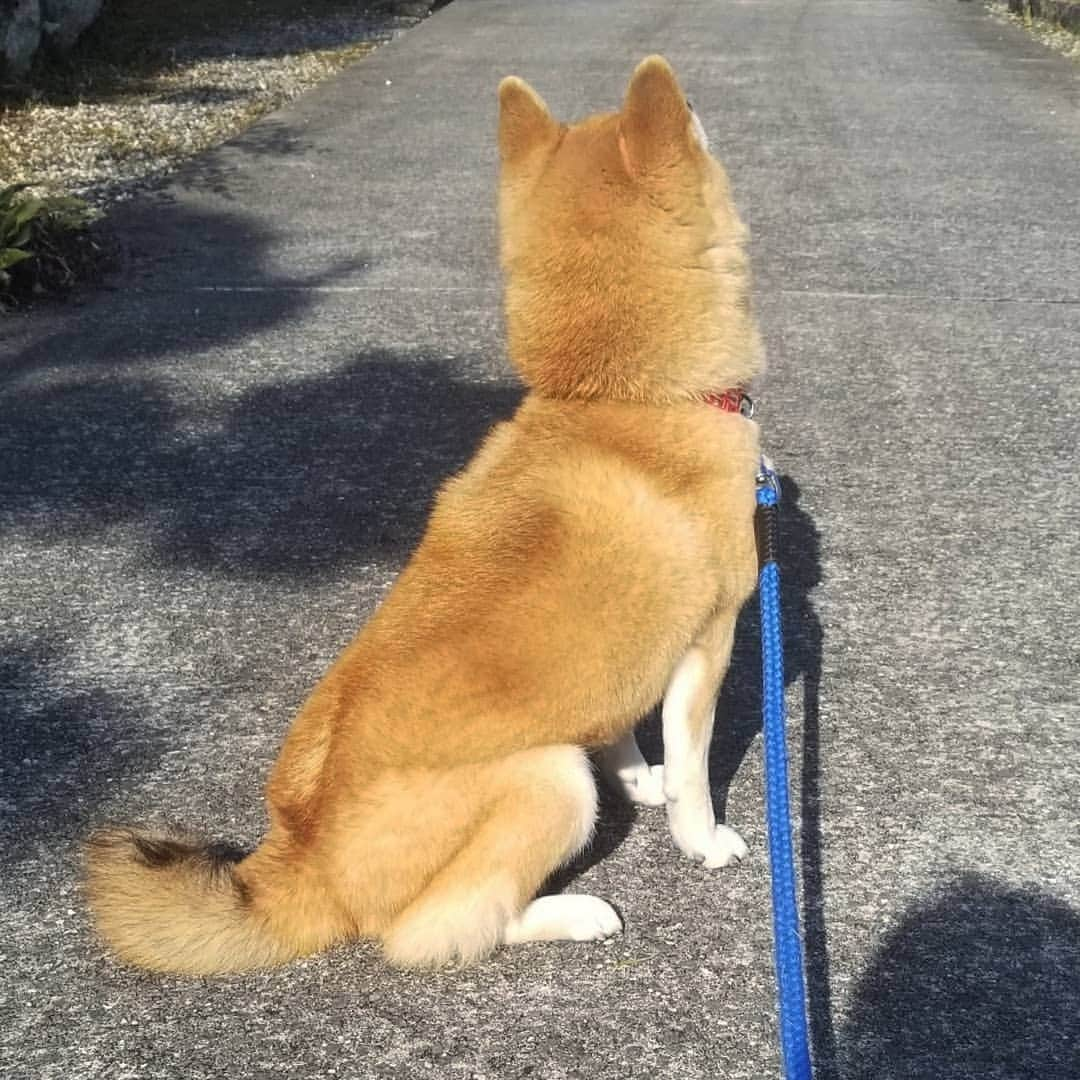 柴犬たま Shibainu Tamaのインスタグラム