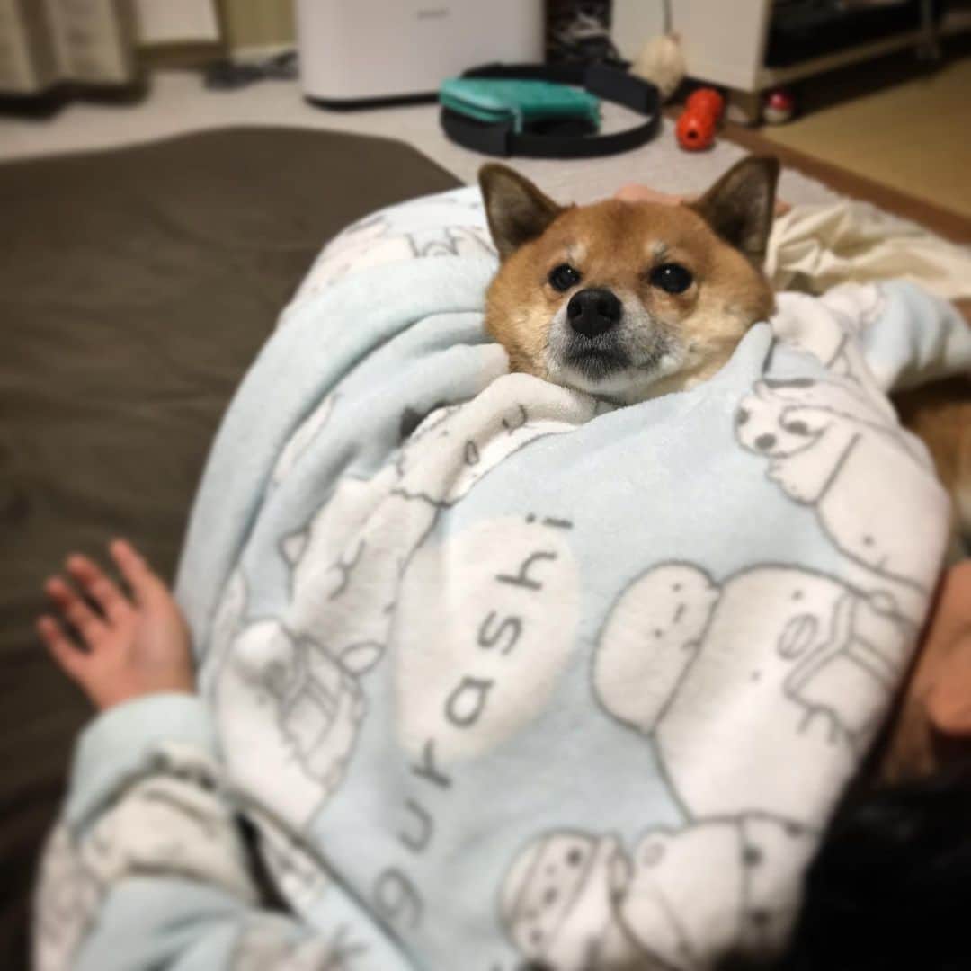 柴犬はなこ Shibainu Hanakoのインスタグラム：「娘ちゃんの体から柴犬が生えてて驚いた件。😳😳😳 #shiba #dog #shibainu #柴犬 #犬 #犬とこども」