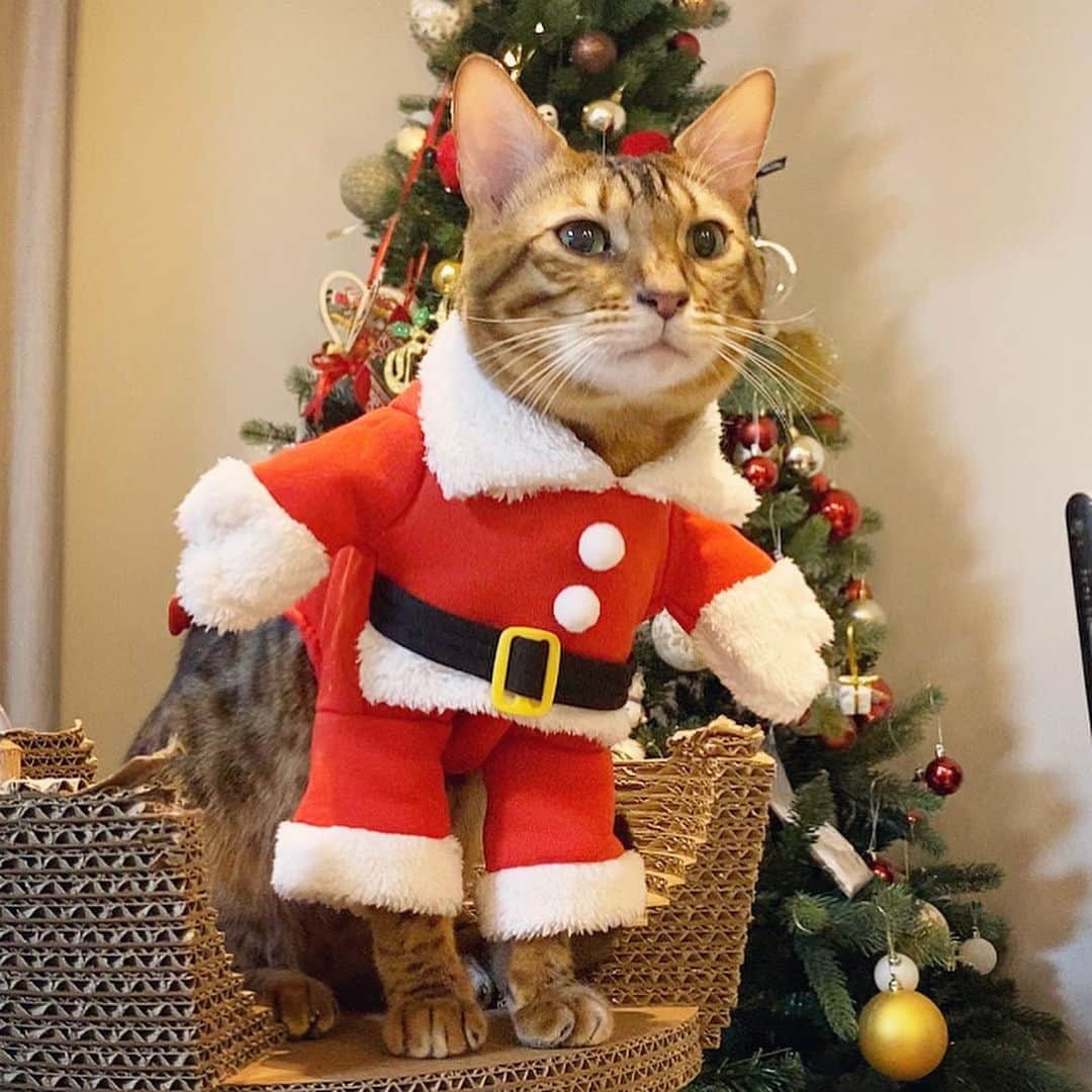 にゃんたまハウスのインスタグラム：「にゃんたまHOUSEのChristmas🎄🎅✨ #ベンガル猫 #にゃんたまhouse #merrychristmas #クリスマス #サンタ猫」
