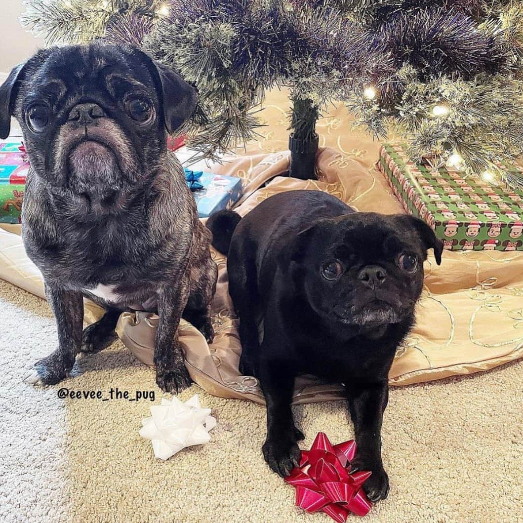 pugsofinstagramさんのインスタグラム写真 - (pugsofinstagramInstagram)「What’s better than two pugs under the tree? Maybe 3? Please follow @eevee_the_pug !! #pug #pugsofinstagram #christmas」12月26日 12時55分 - pugsofinstagram