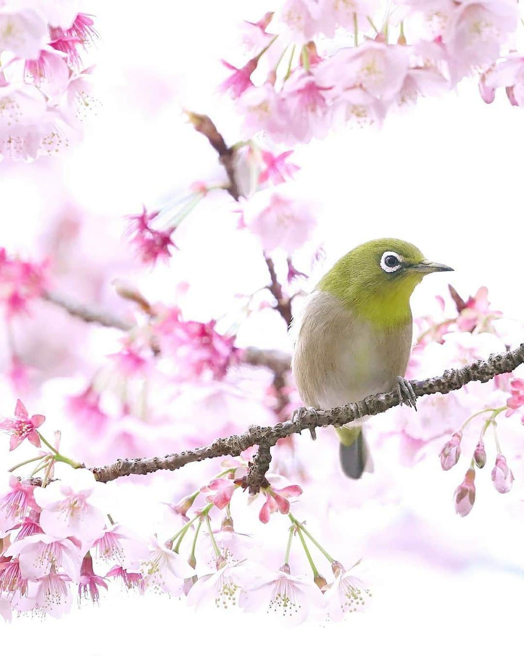 のインスタグラム：「メジロと熱海桜 今年2月、初めて挑んだメジロ撮影。 １枚目は未公開写真から "Japanese White-eye" & Atami Cherryblossoms February 2020」