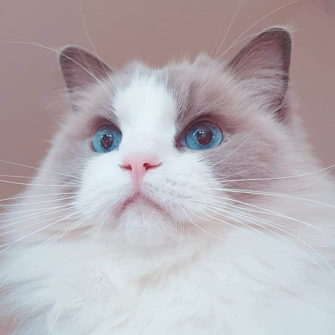 Princess Auroraのインスタグラム：「Angel Eyes 👁 👁    #catsofinstagram #dailyfluff #weeklyfluff #cutepetclub #meow #kawaii #instacat #meowed #catlife #christmas #merrychristmas #ilovemypet #bestmeow #viral #catlove #neko #purrfect #catsofig #ragdoll #queen #cats_of_instagram #cat #cats #aurorapurr #angel #ragdollsofinstagram」