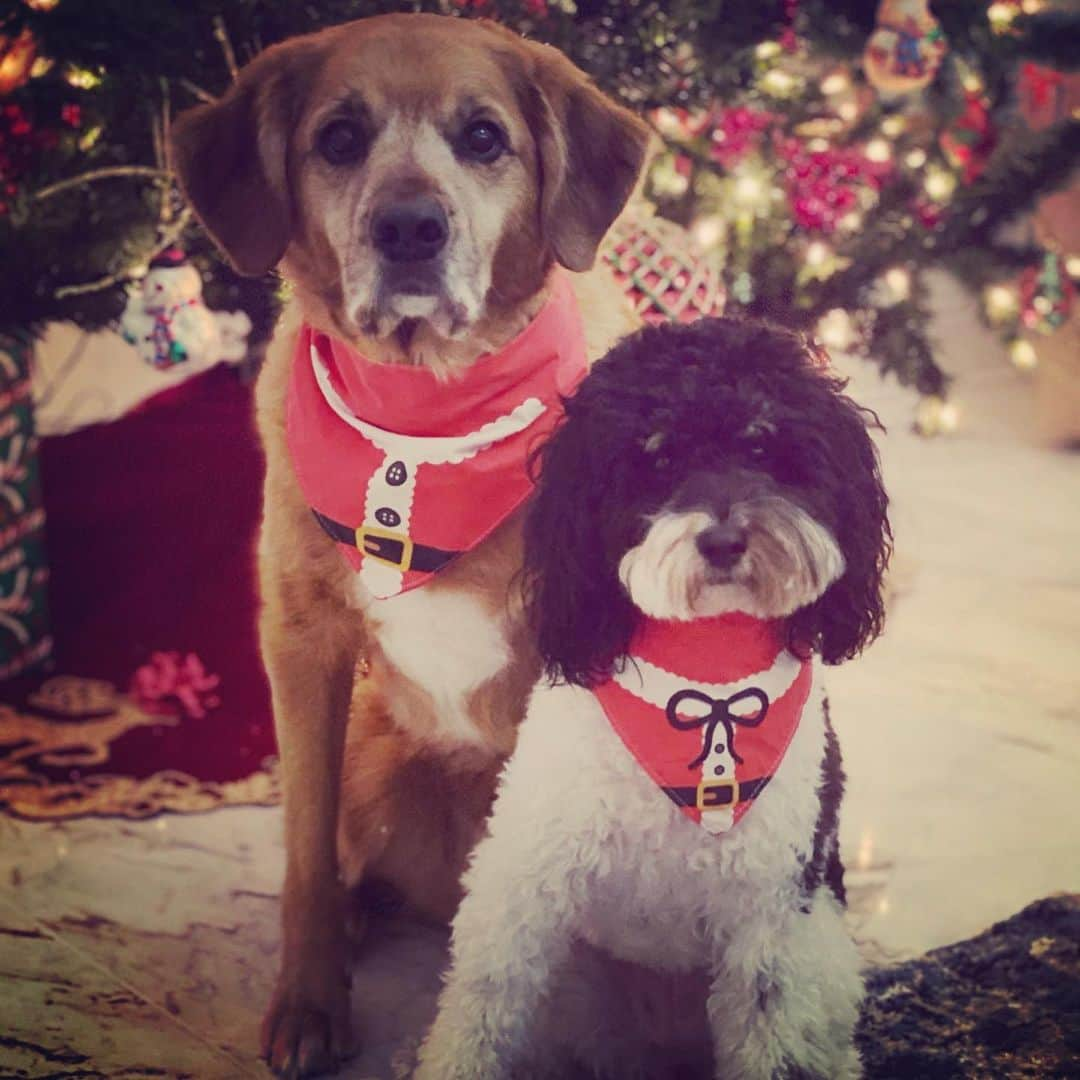 ポーラ・クリーマーさんのインスタグラム写真 - (ポーラ・クリーマーInstagram)「Merry Christmas from our family to yours. ❤️🎅🏻🤶🏻🐾🦴❤️」12月26日 22時35分 - paulacreamer1