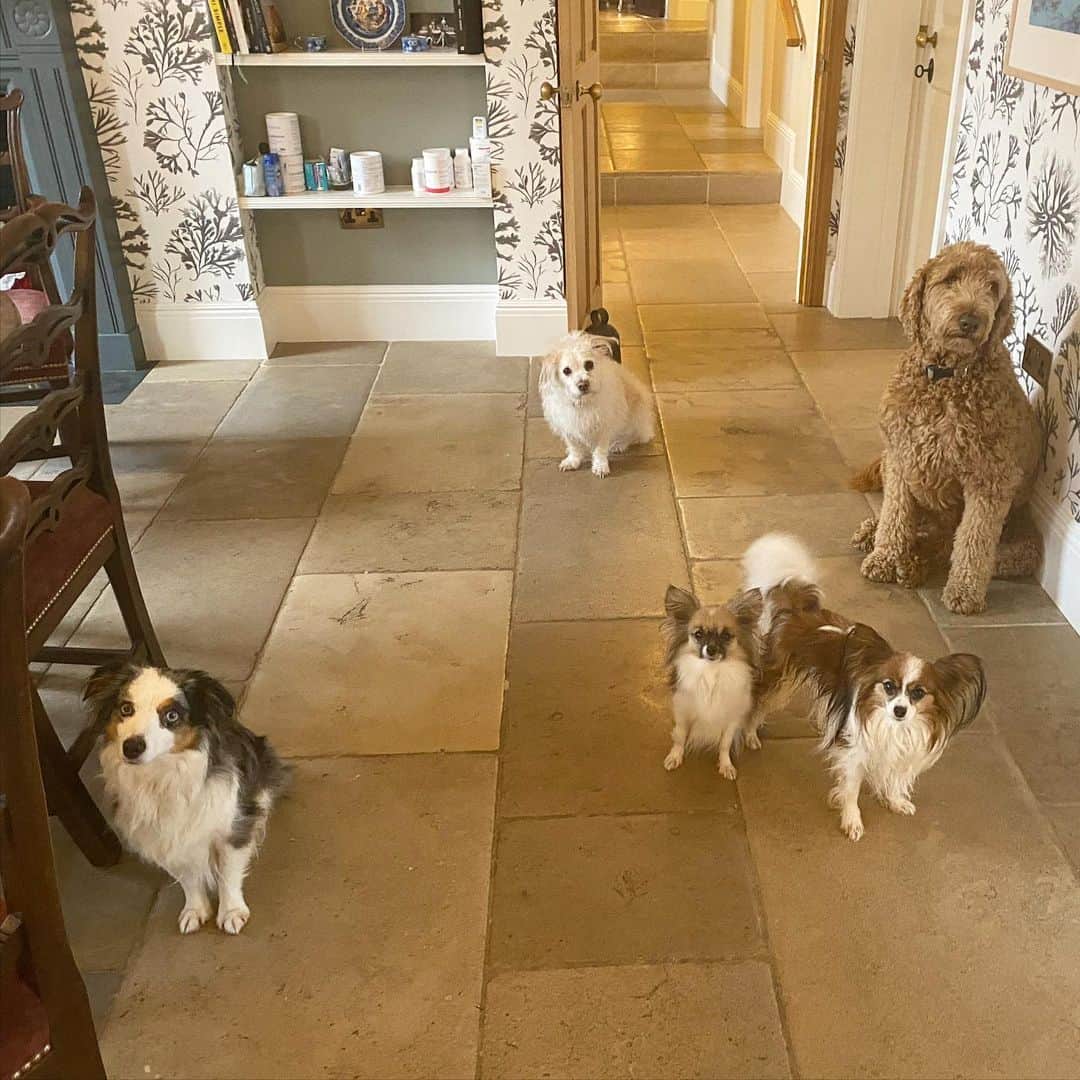 ジョージア・メイ・ジャガーさんのインスタグラム写真 - (ジョージア・メイ・ジャガーInstagram)「A completely normal amount of dogs ( from left to right Puffin, Edith, Dr Pepper, Gizmo and Bluey)」12月26日 22時43分 - georgiamayjagger
