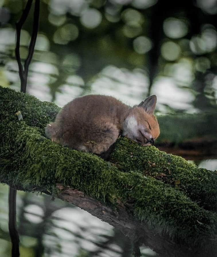 animals.coのインスタグラム：「Little baby fox enjoying a nap in Vosges, France 🦊 Photography by @anthonydimitri」