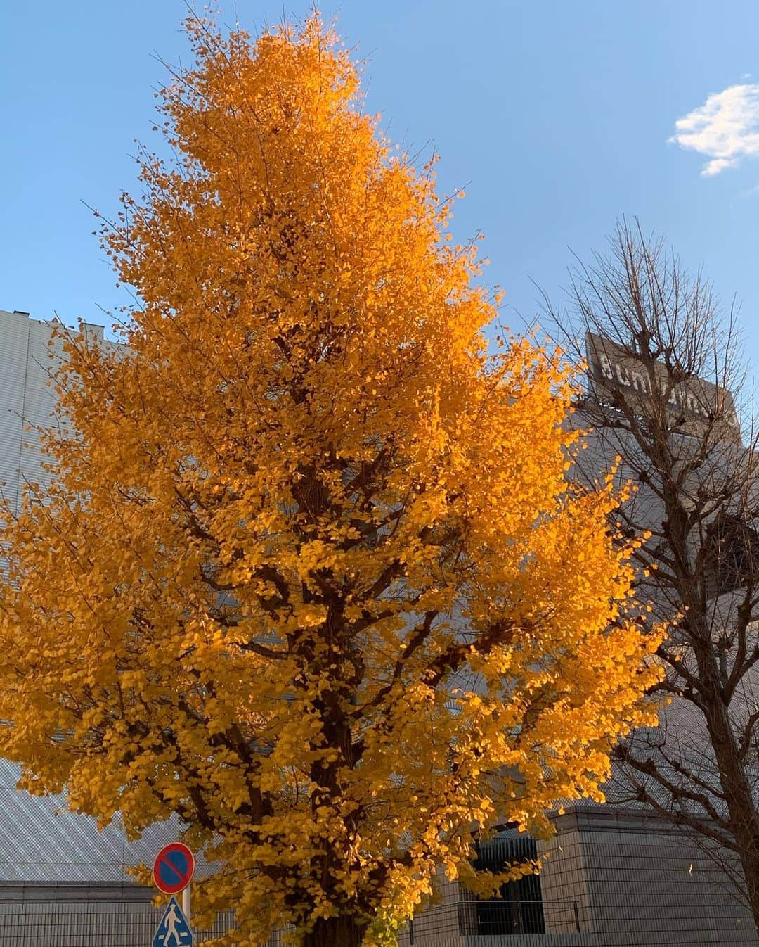 三上紗弥さんのインスタグラム写真 - (三上紗弥Instagram)「夕陽や街灯がオレンジなのはこの季節のためだなぁと思う最近。」12月26日 22時50分 - mikamimimi26