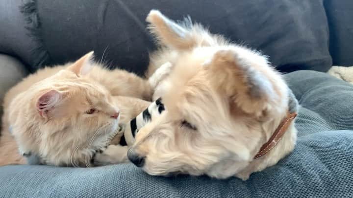nocoaのインスタグラム：「． 癒し。 ． ． #ケイちゃんとミロミロ  #nocoa動画#catvideo#猫動画 #ミロの成長記録」