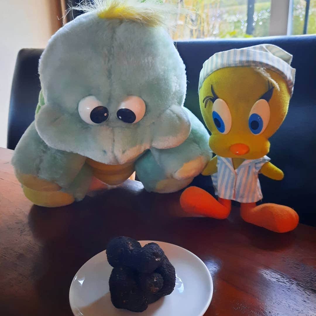 Little Yellow Birdさんのインスタグラム写真 - (Little Yellow BirdInstagram)「I know, Jodocus, I know what it looks like...but trust me: the black truffle from the Périgord is a delicacy! This is one very, very fancy mac 'n cheese!!! #littleyellowbird #tweety #tweetykweelapis #adventures #yellow #bird #jodocus #greenturtle #iknowjodocus #christmas #christmasdinner #truffle #blacktruffle #truffel #wintertruffel #macncheese #food #goodfood #whitewine #rabassiere #stuffedanimalsofinstagram #plushiesofinstagram」12月26日 23時19分 - tweetykweelapis