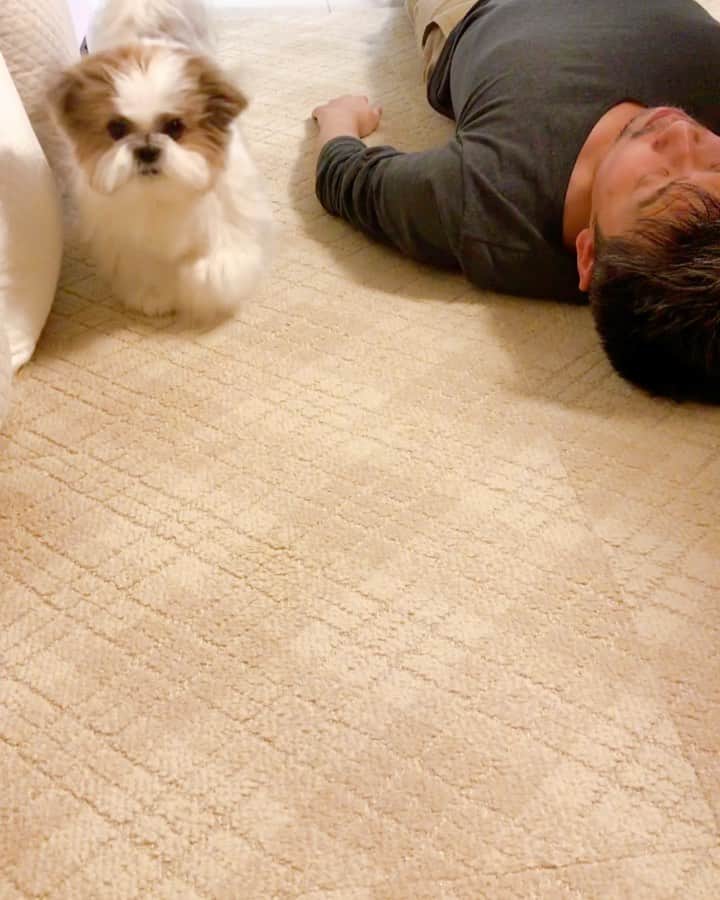 水嶋はちのインスタグラム：「eleven at night.🕰🌜 * I gotta hit the sack🐶😴😴 * * みなさん、今日も1日おつかれさまです。 おやすみなさい🐶😴🌜✨ * * #はち #HACHI #シーズー大好き部 #ふたりともベッドで寝てね #寝相もパパそっくりで参ります」