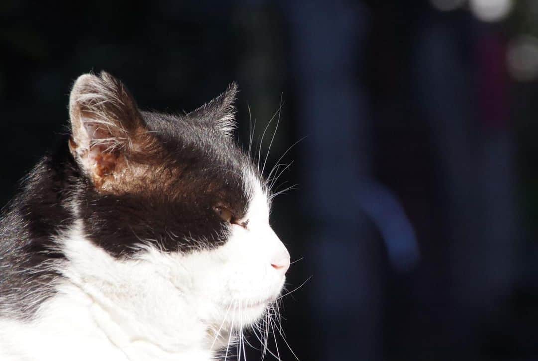 Kachimo Yoshimatsuさんのインスタグラム写真 - (Kachimo YoshimatsuInstagram)「おはようイカスミ Good morning Ikasumi 今朝も抗生剤入りちゅーるを食べてくれた。 #うちの猫ら #ikasumi #猫 #ねこ #cat #ネコ #catstagram #ネコ部 http://kachimo.exblog.jp」12月26日 15時09分 - kachimo